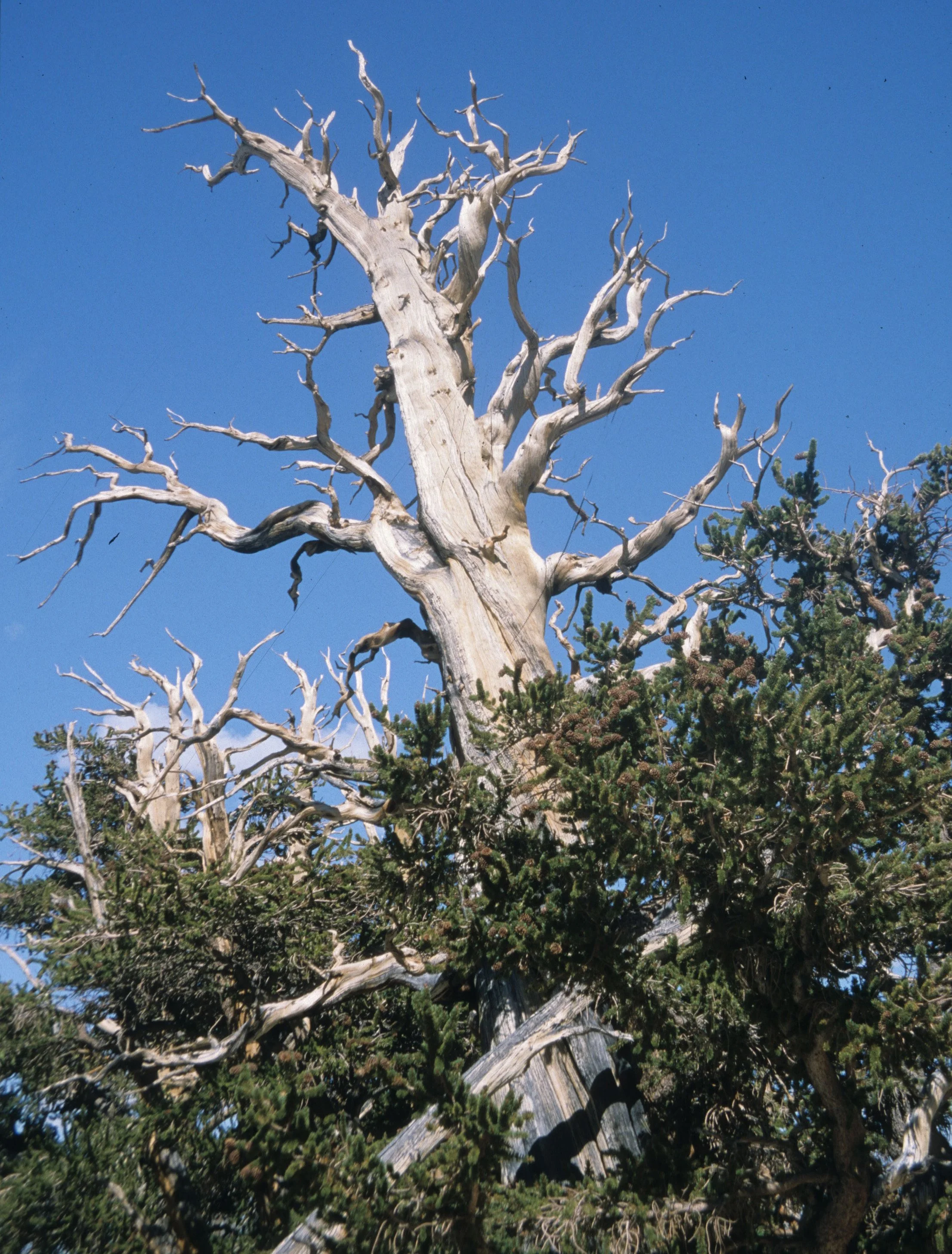 CALIFORNIA - WHITE MOUNTAINS - WRECK (2).jpg