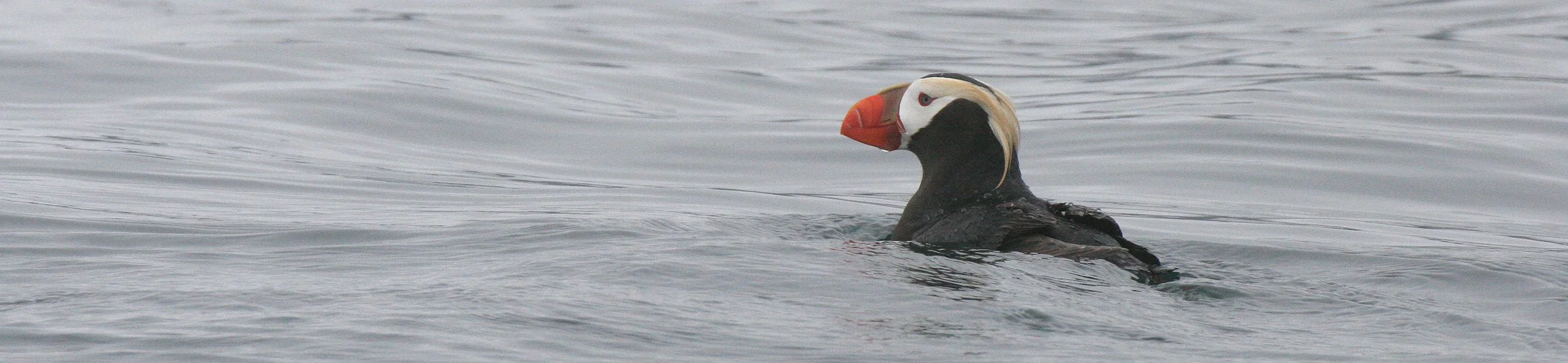 Fratercula cirrhata - TUFTED PUFFIN - COAST OF KAMCHATKA (56).jpg