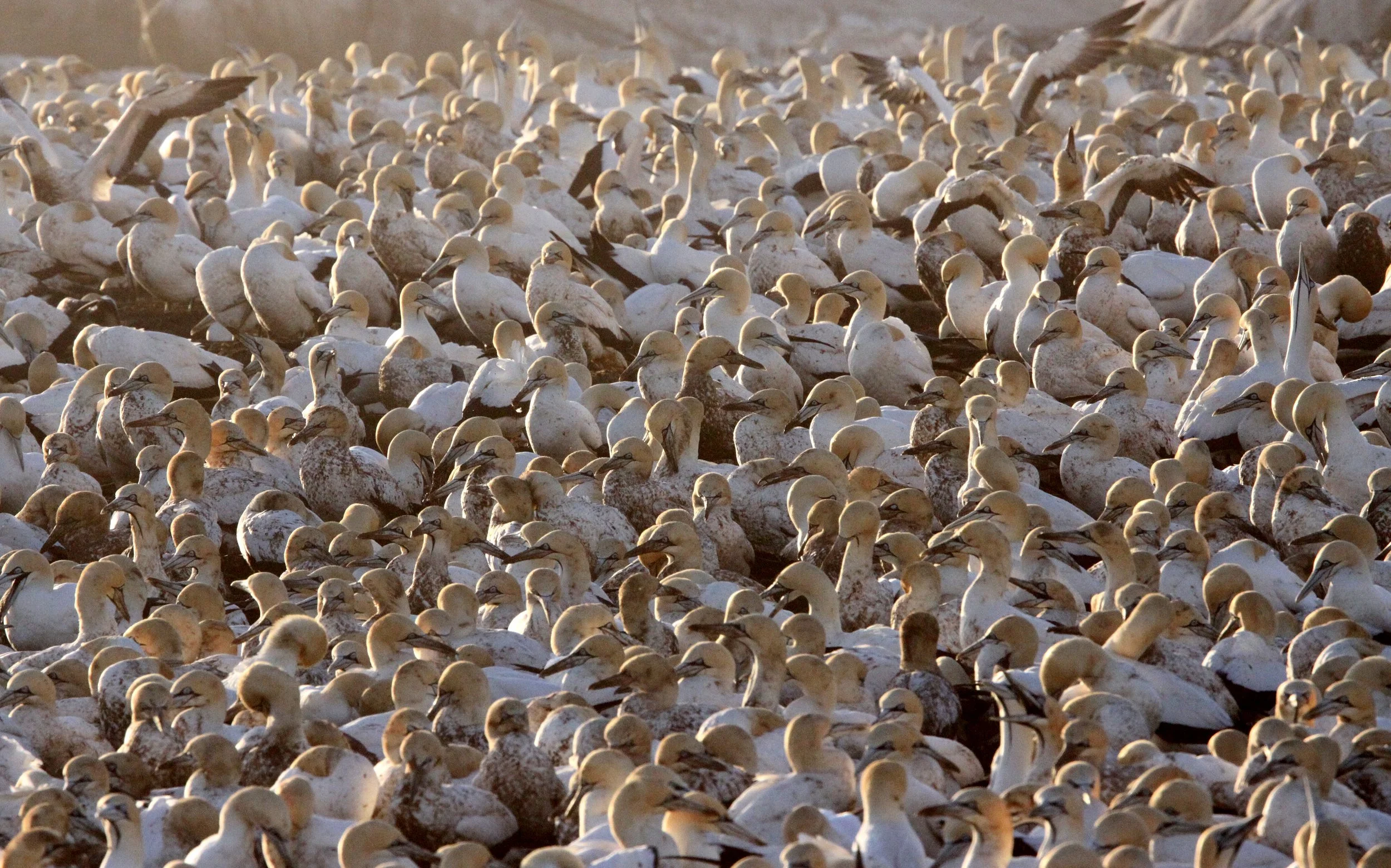 Cape gannet (Morus capensis) Lambert's Bay South Africa (105).JPG