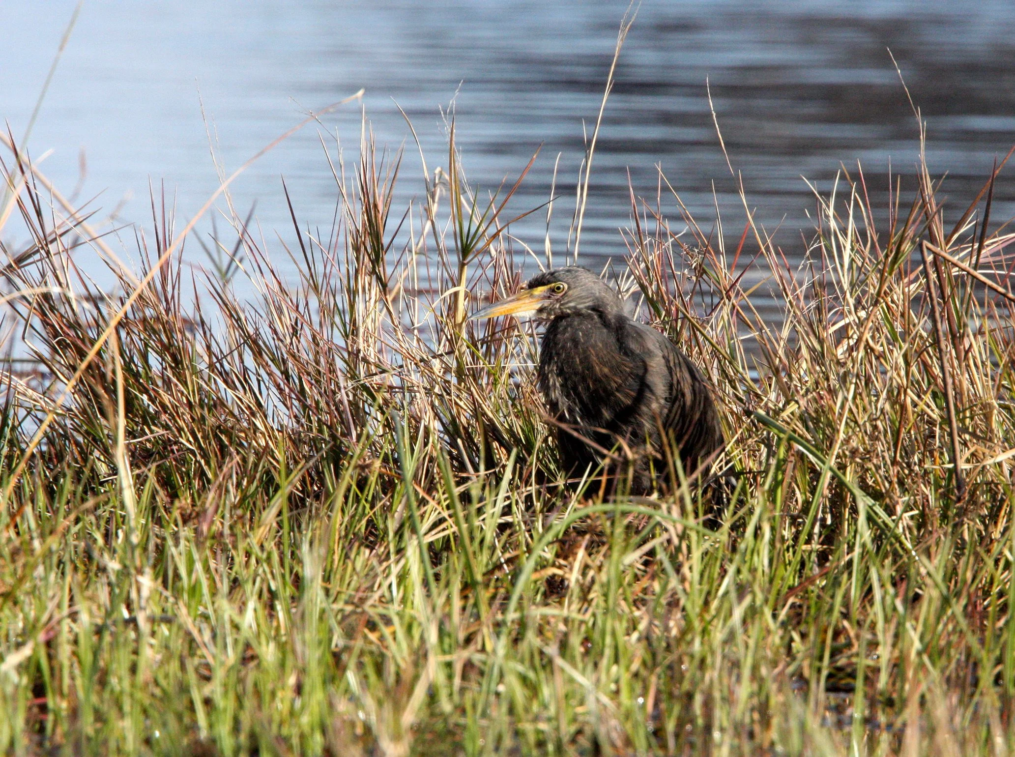 HERON - RUFOUS-BELLIED HERON - Ardeola rufiventris - KHWAI CAMP OKAVANGO BOTSWANA (2).JPG
