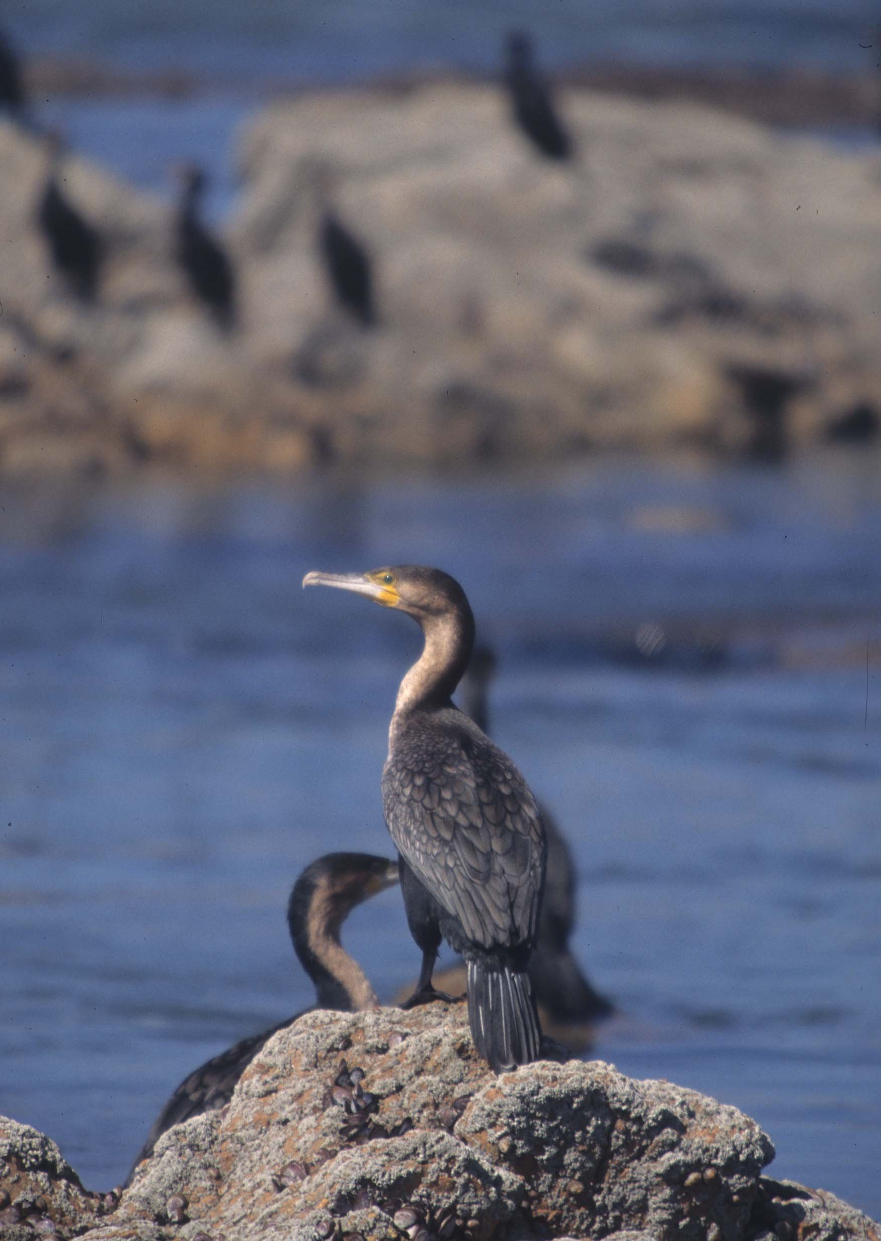 BIRDS - CORMORANT - REED - NAMIBIA COAST.jpg