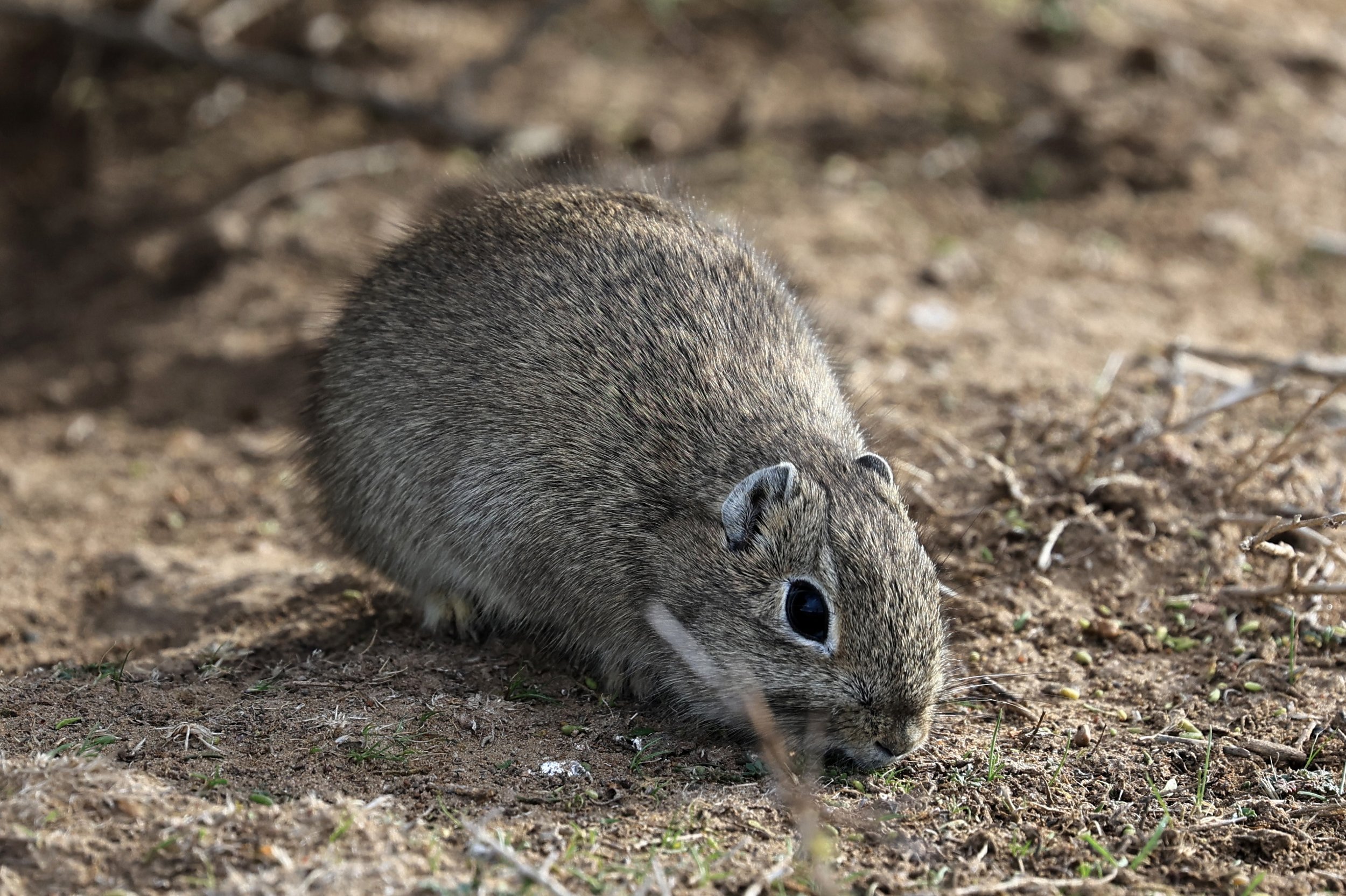 Southern Mountain Cavy (Microcavia australis) Valdes Peninsula, Chubut Province, Argentina Day 2 (1 (69).jpg