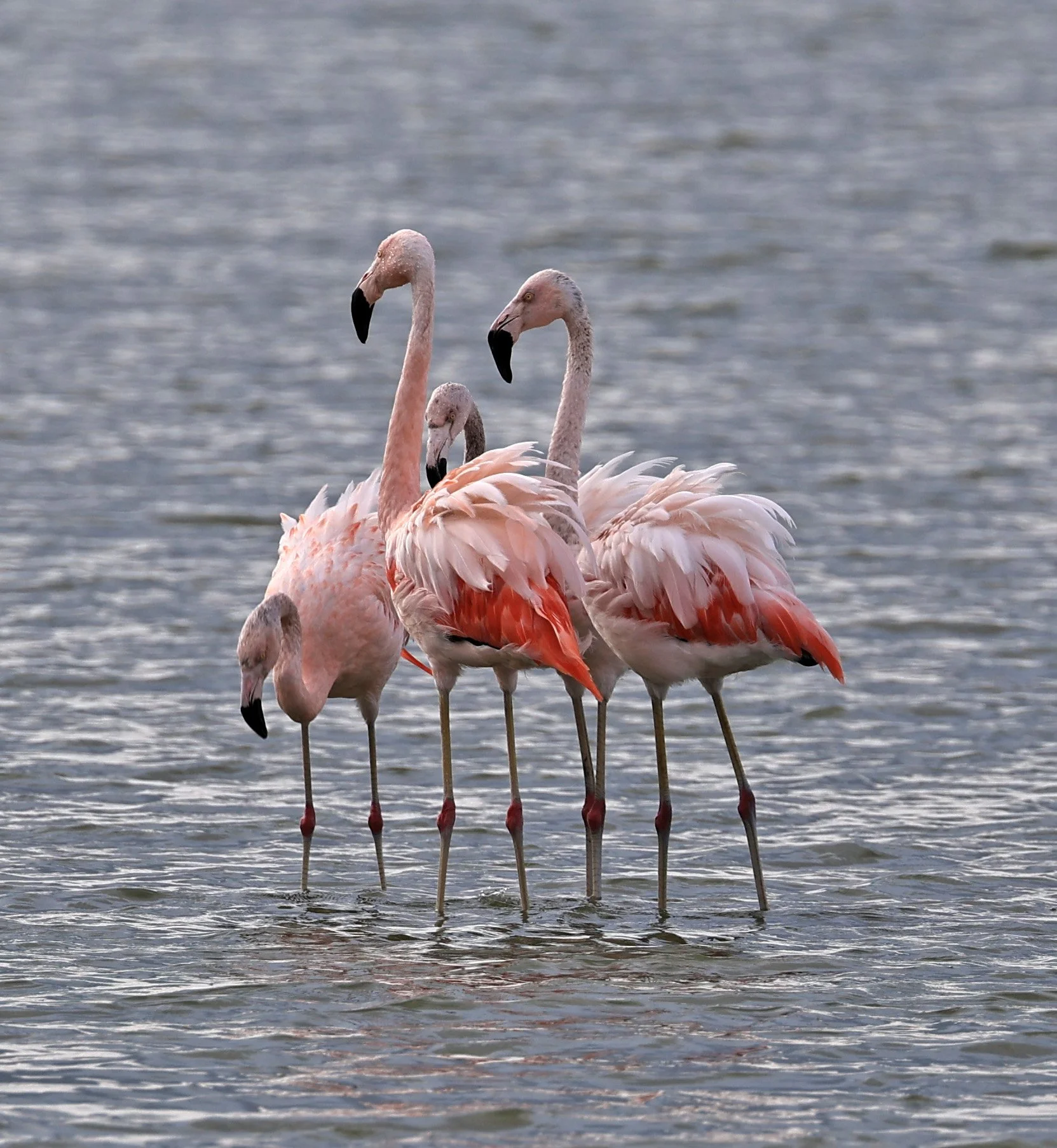Chilean Flamingo (Phoenicopterus chilensis) Chaco Lodge & Laguna Salada Paraguay (38).jpg