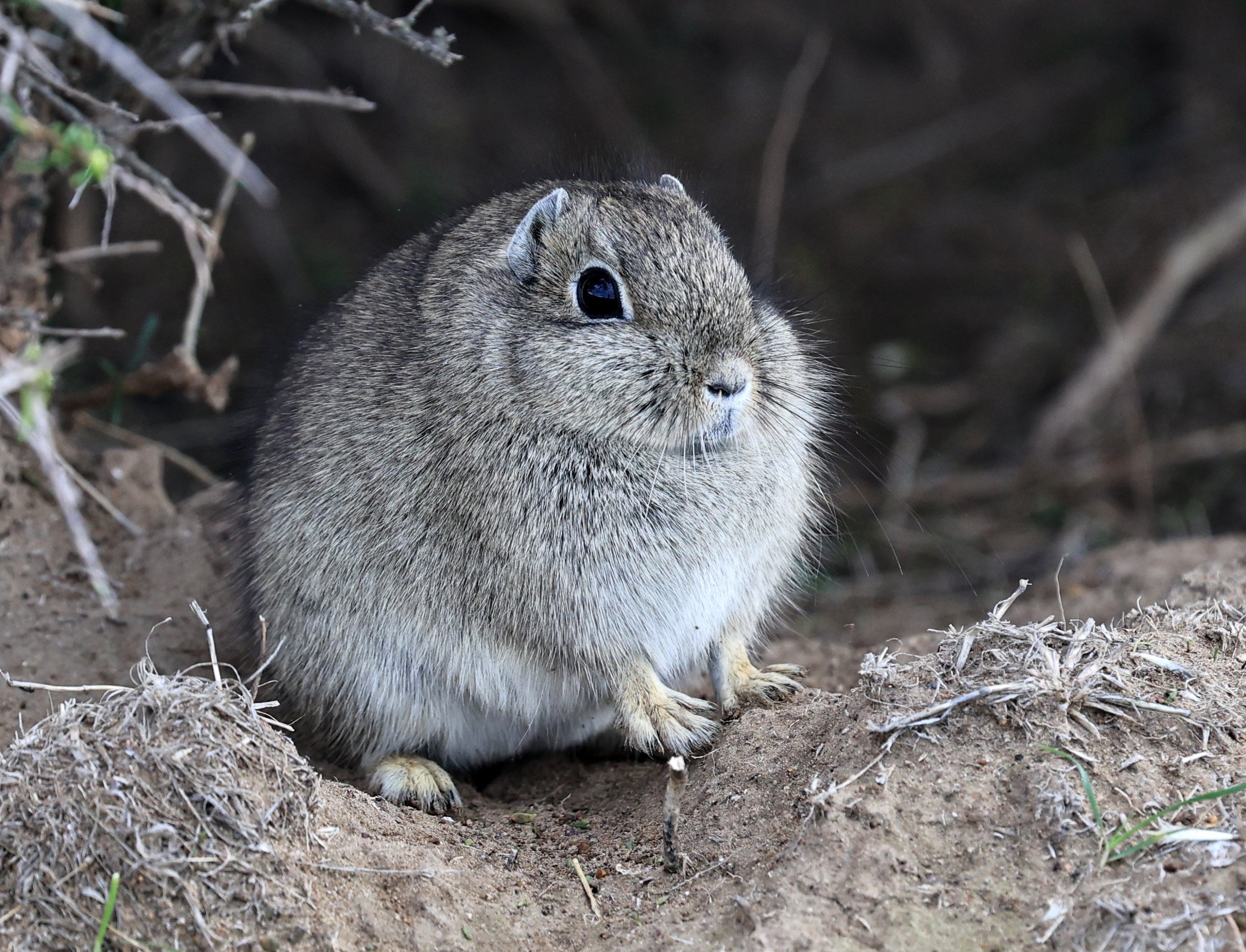 Southern Mountain Cavy (Microcavia australis) Valdes Peninsula, Chubut Province, Argentina Day 2 (1 (39).jpg
