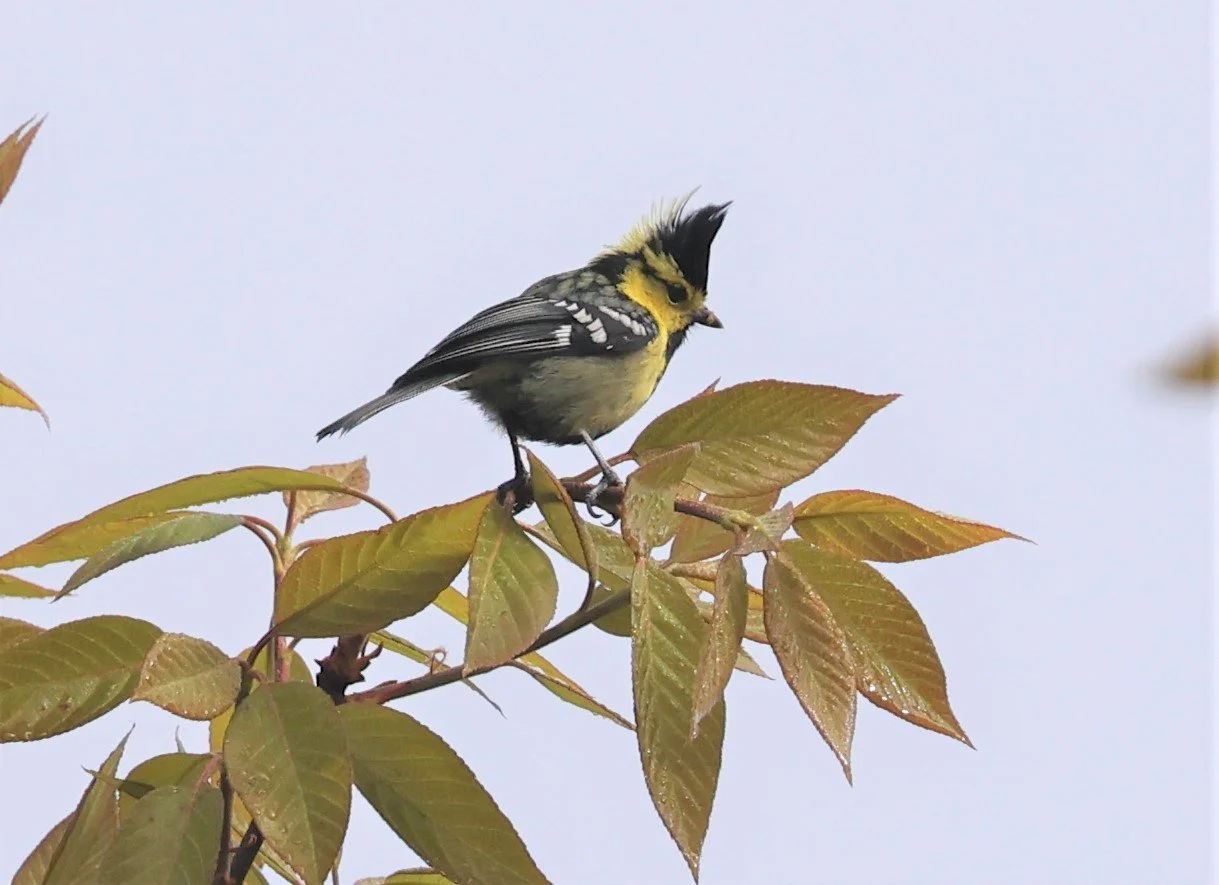 Yellow-cheeked Tit (Machlolophus spilonotus) Doi Inthanon NP, Thailand (9).JPG