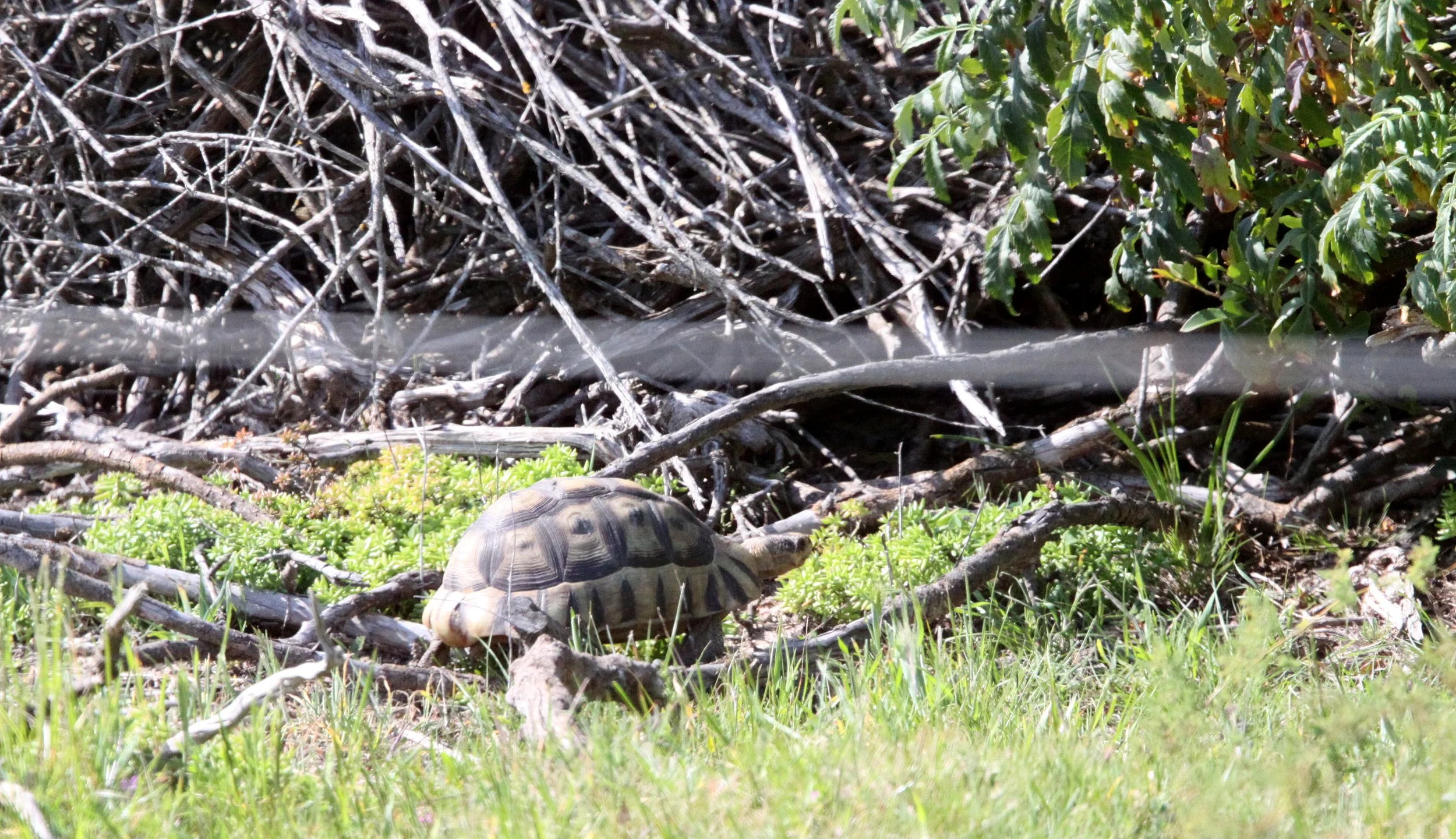 Chersina angulata - ANGULATE TORTOISE SPECIES - LAMBERT'S BAY SOUTH AFRICA (2).JPG