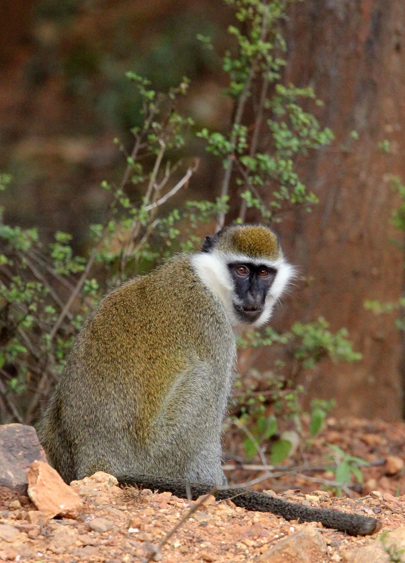 CERCOPITHECIDAE - Chlorocebus aethiops - GRIVET MONKEY -  NECH SAR NATIONAL PARK ETHIOPIA (1).JPG