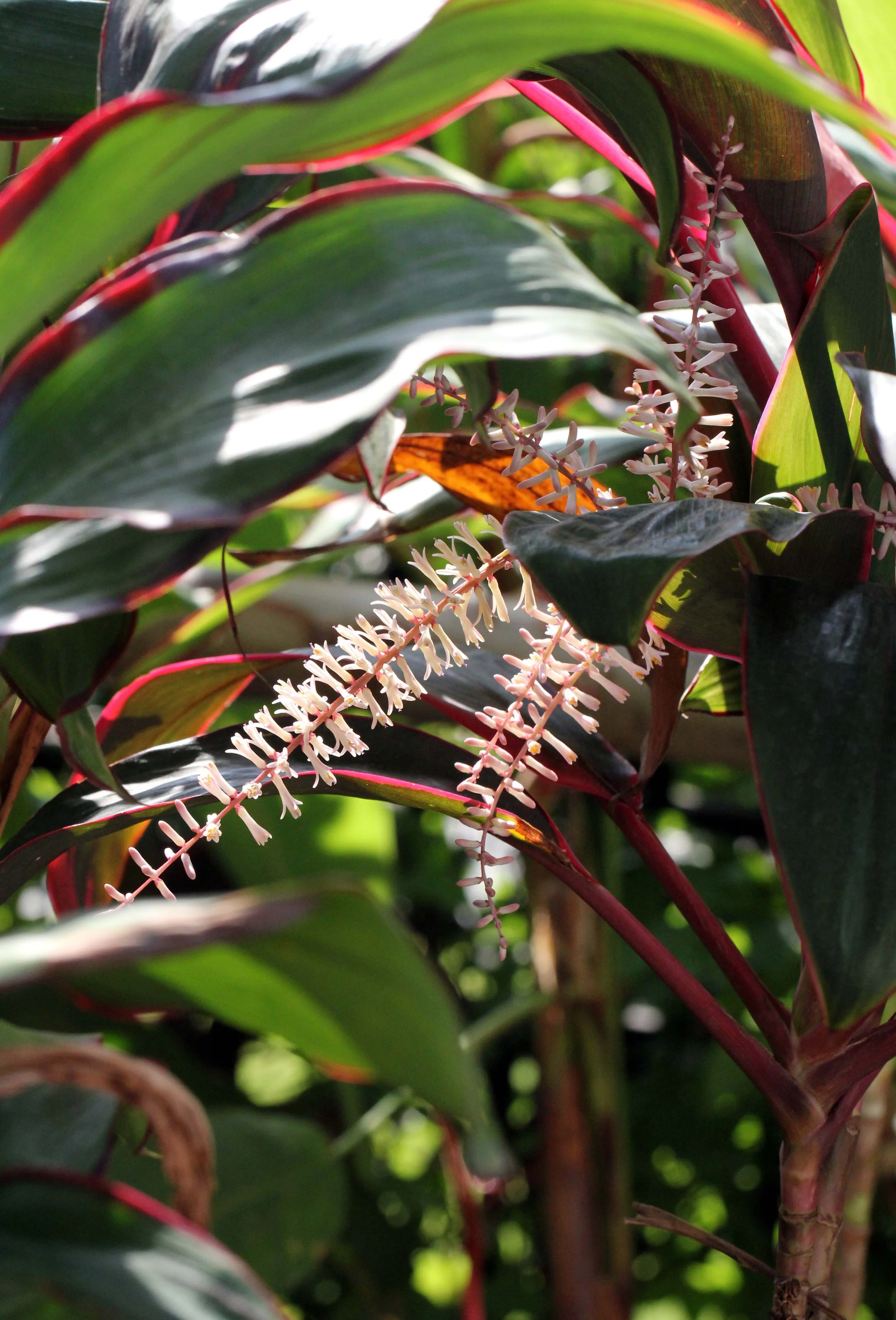 2013 Nonthaburi Setthasiri House and Nonthaburi Neighborhood (225).JPG