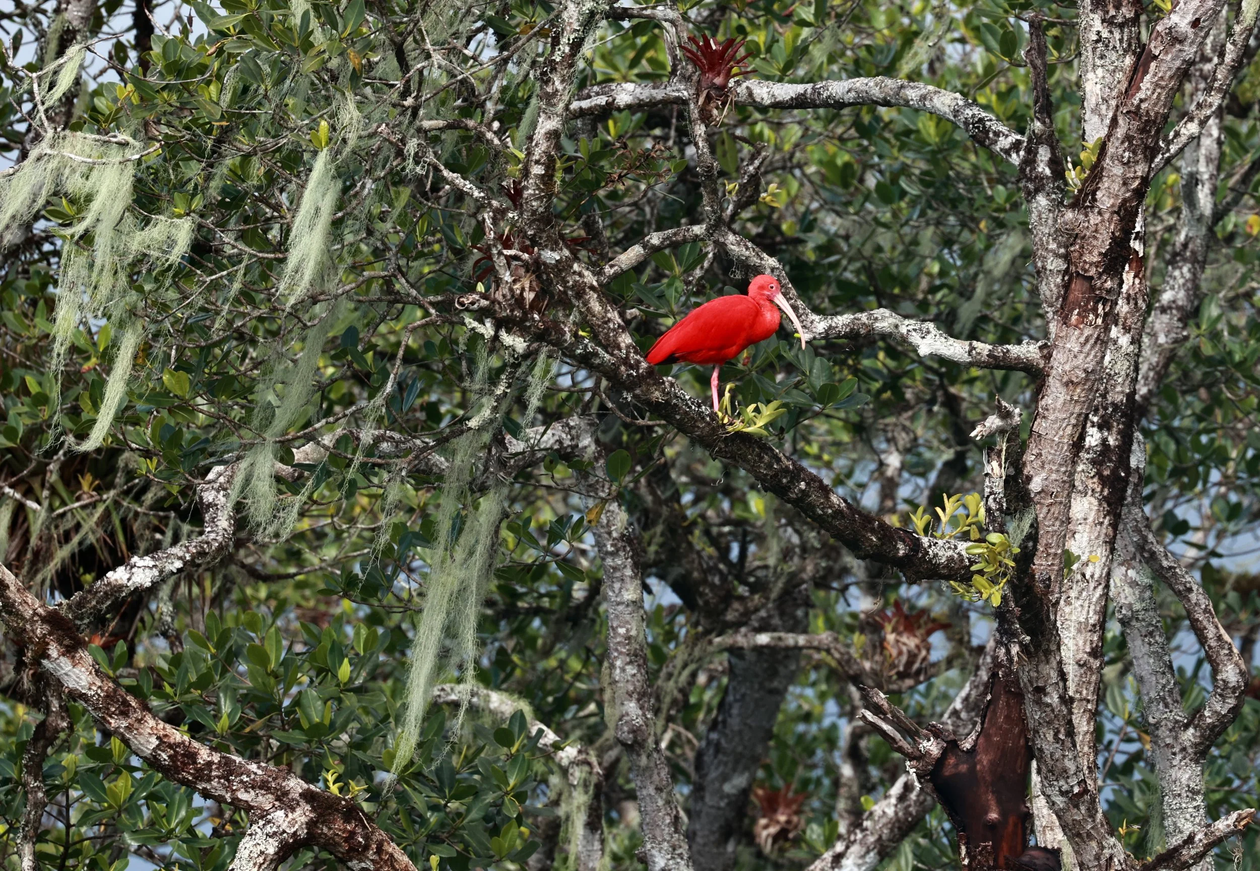 Scarlet Ibis (Eudocimus ruber) Superagüi National Park, Brazil (4).jpg