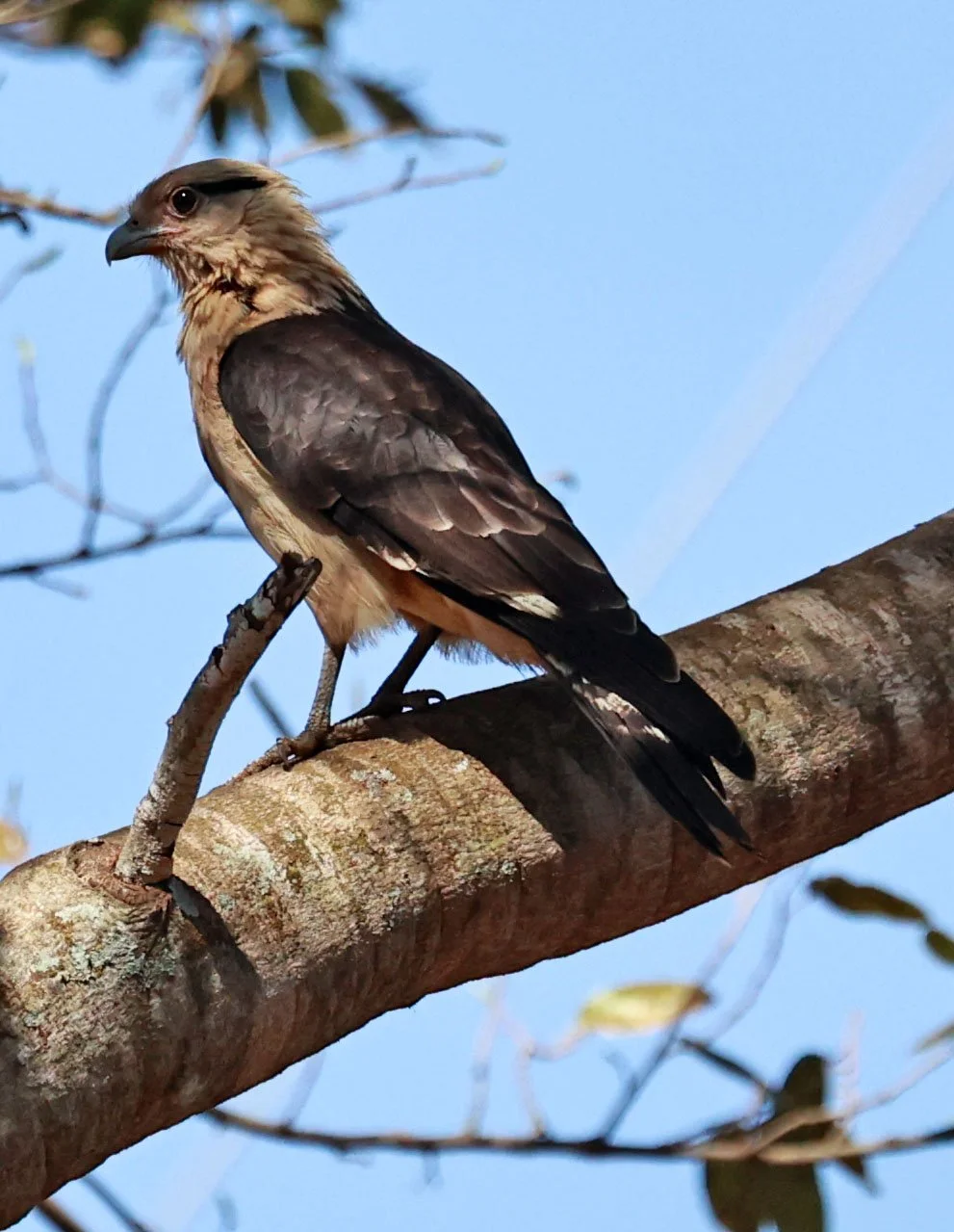 Caracara - Yellow-headed Caracara - Daptrius chimachima - Emas National Park, Goias Brazil (4).jpg