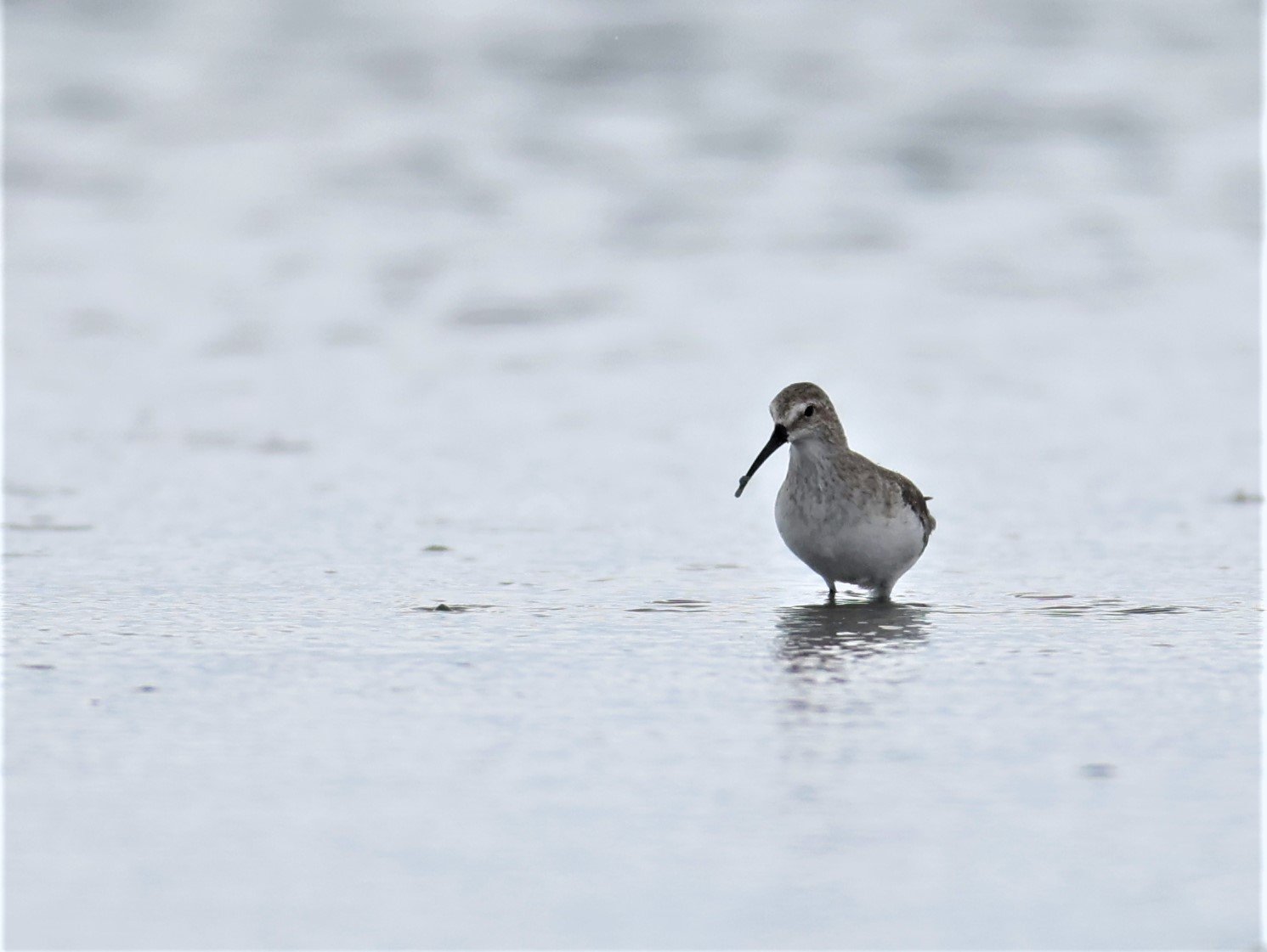 SANDPIPER - CURLEW SANDPIPER - Calidris ferruginea - BANG PAKONG SALT PANS CHACHOENGSAO WEST OF RIVER Sep 25 2021 (8).jpg
