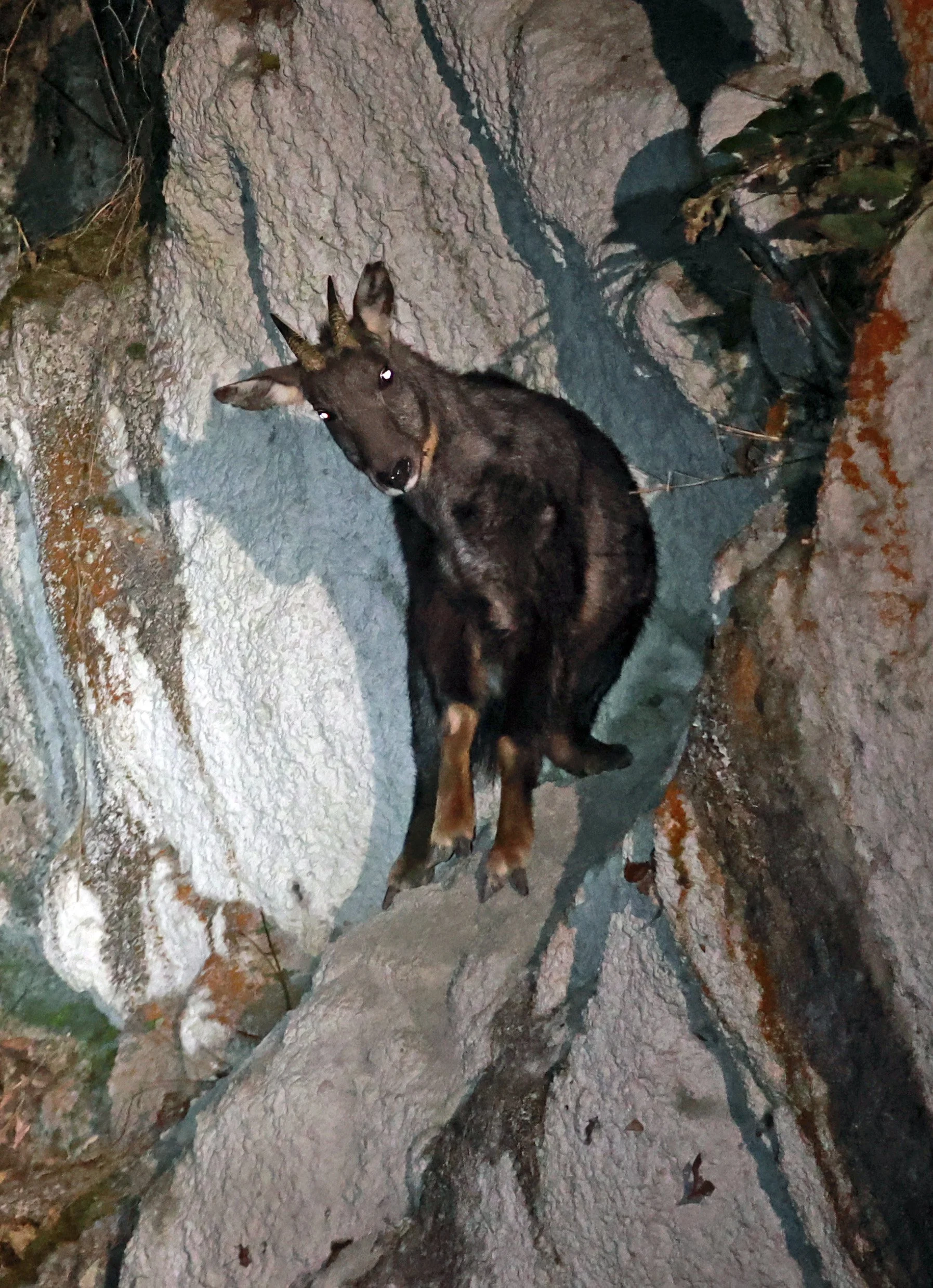 Chinese Goral (Naemorhedus griseus) Labahe Nature Reserve, Sichuan China 2024 (18).jpg