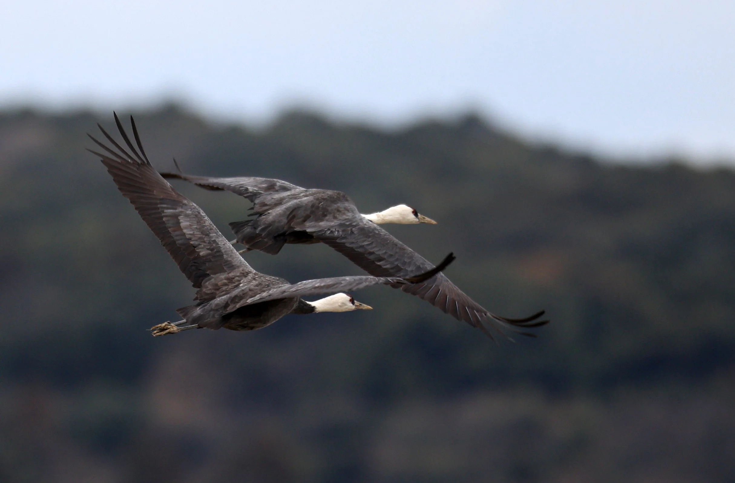 Hooded Crane (Grus monacha) Izumi Crane Park & Center, Izumi Kagoshima Kyushu Japan (101).jpg