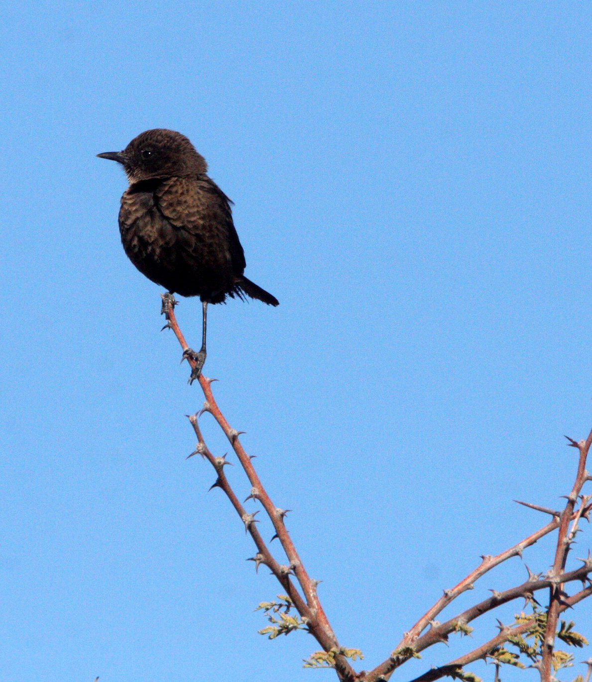 BIRD - CHAT - SOTHERN ANTEATING CHAT - MYRMECOCICHLA FORMICIVORA - ETOSHA NATIONAL PARK NAMIBIA (2).JPG