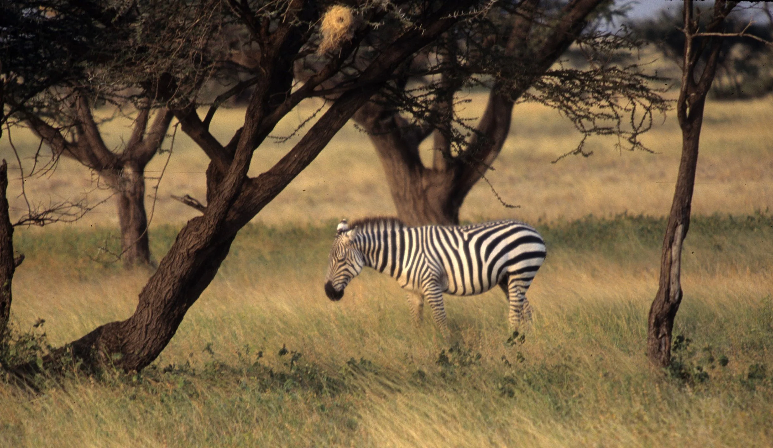 EQUIN - ZEBRA - COMMON - SHABA.jpg