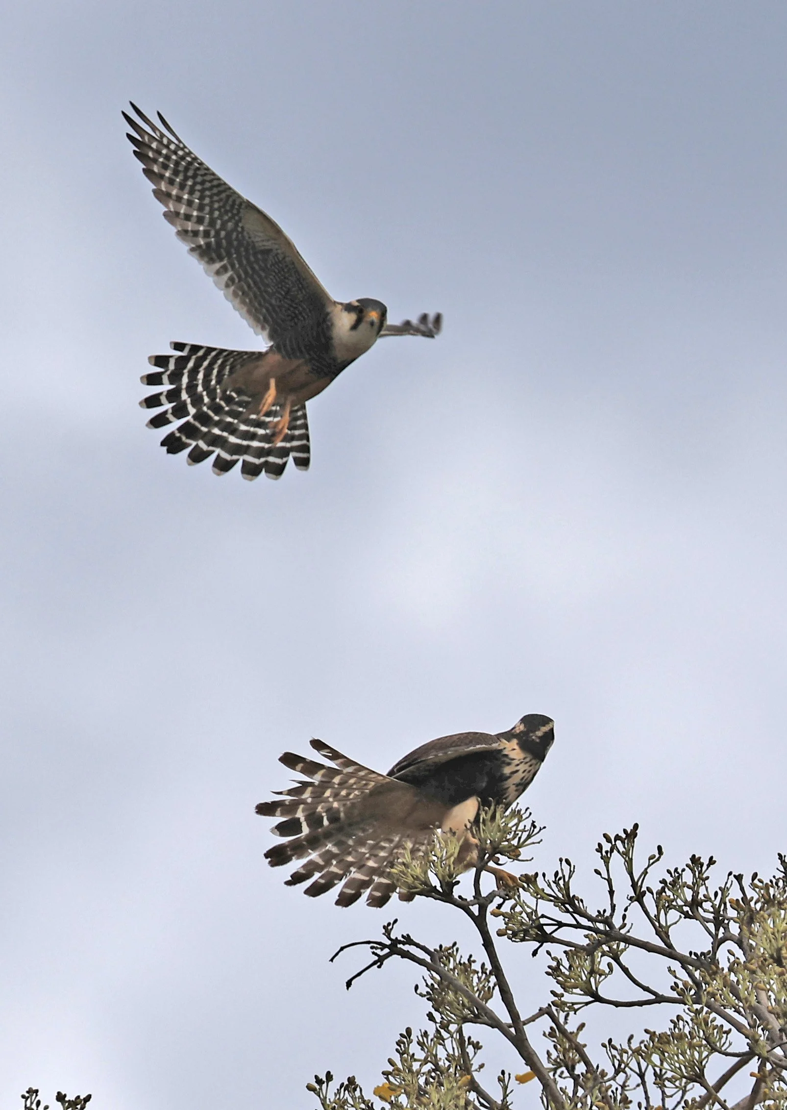 Aplomado Falcon (Falco femoralis) Estancia Campo'i Paraguay (132).jpg