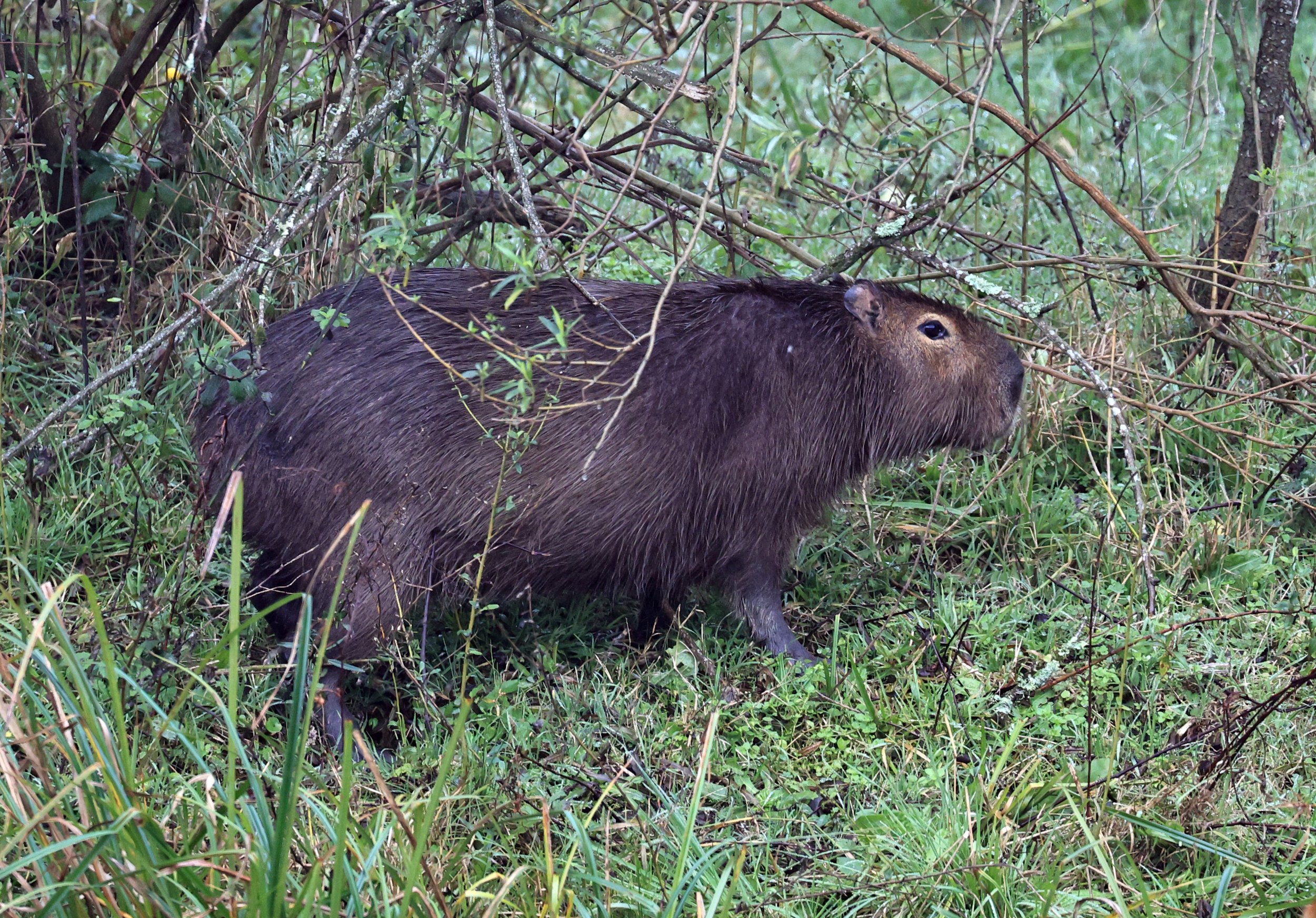 Capybara (Hydrochoerus hydrochaeris) Reserva Natural Ceibas, Entre Rios, Argentina (6).jpg