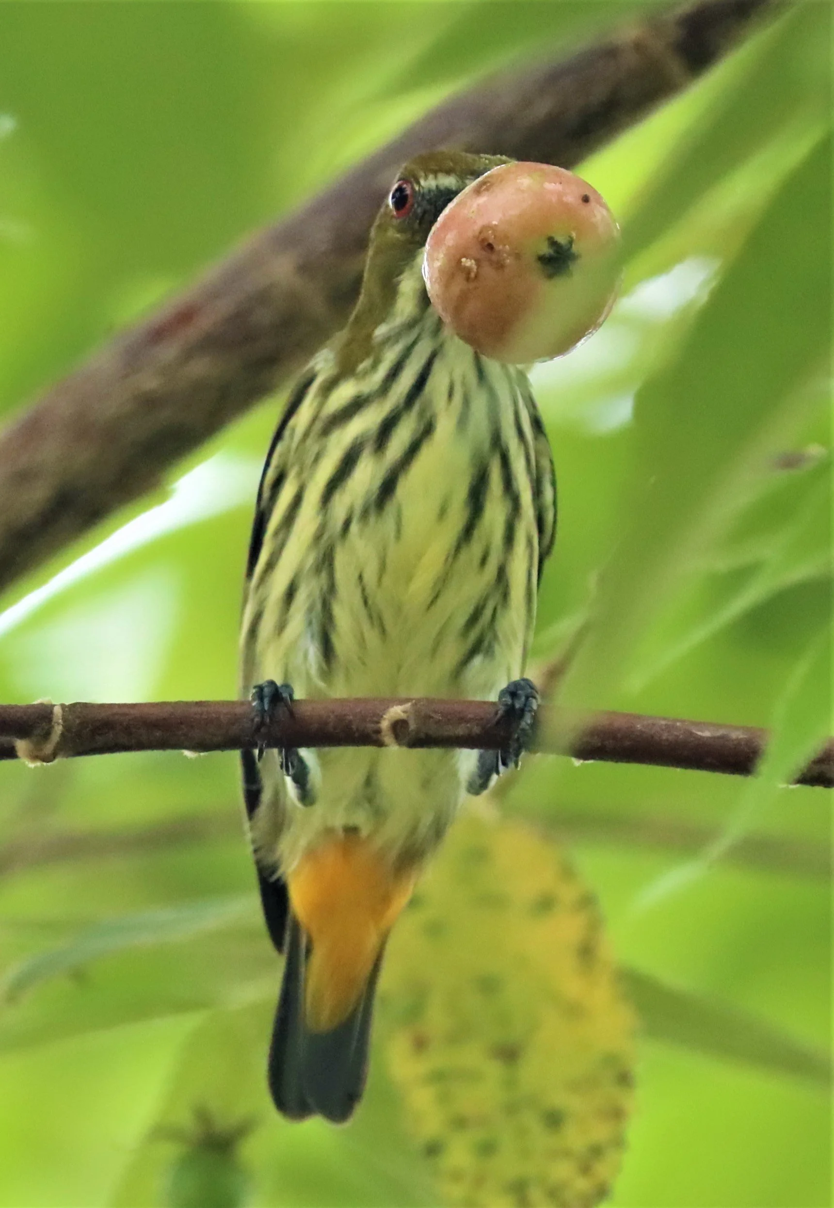FLOWERPECKER - YELLOW-VENTED FLOWERPECKER - Dicaeum chrysorrheum - BAAN MAKA - IMAGE BY GIFT  (9).jpg
