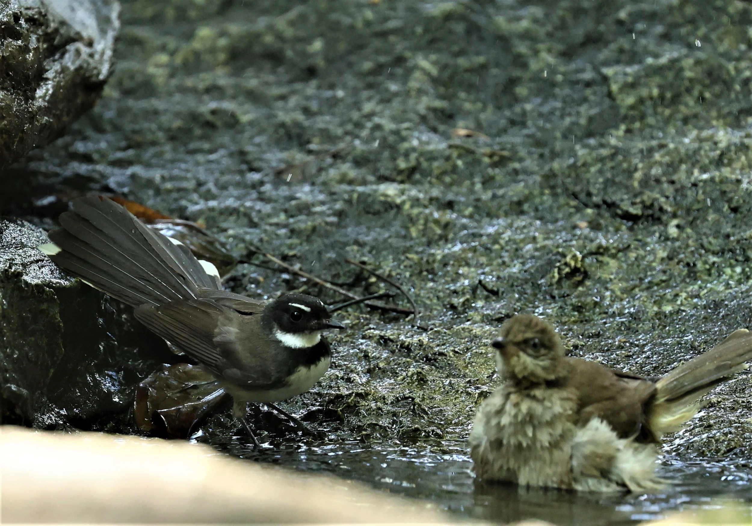 FANTAIL - PIED FANTAIL - Rhipidura javanica - WAT THAM PRATHUM CHONBURI March 2022 (5).jpg