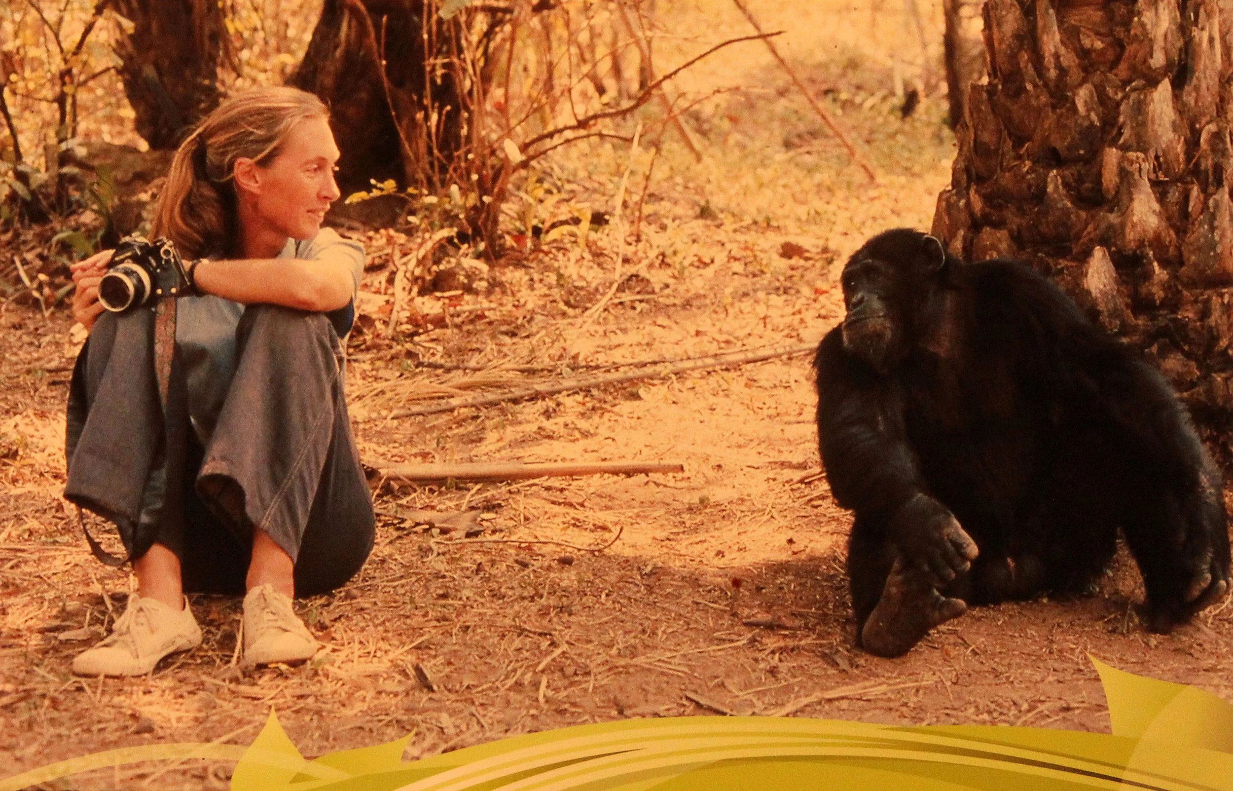 JANE GOODALL 2012 (22).JPG