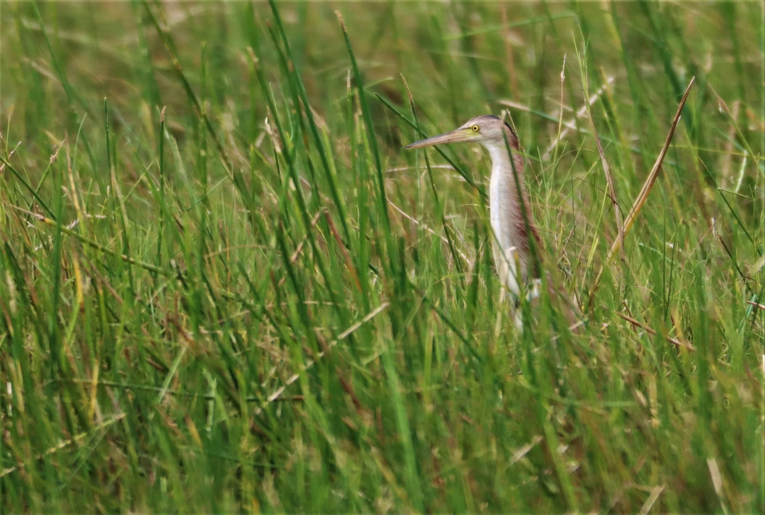 BITTERN - YELLOW BITTERN - Ixobrychus sinensis - KHAO SAM ROI YOD (4).jpg