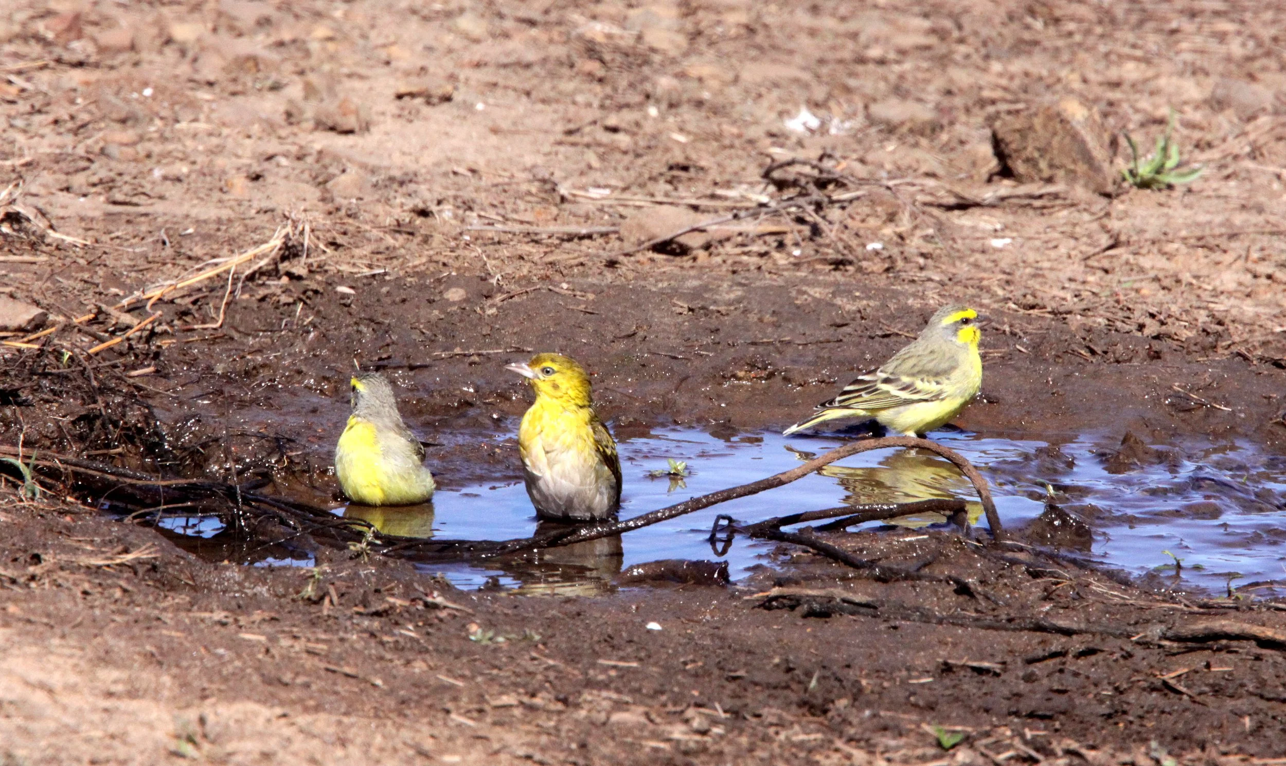 Yellow-fronted Canary (Crithagra mozambica) with Spotted Weaver - Kruger NP South Africa.JPG