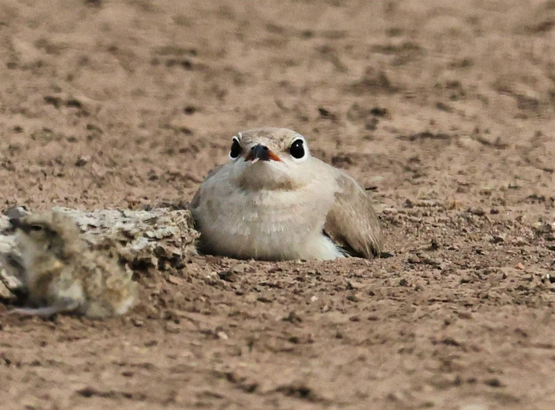 PRATINCOLE - SMALL PRATINCOLE - Glareola lactea - BANG KHAEM NAKHON PATHOM JUNE 3 2022 (68).jpg