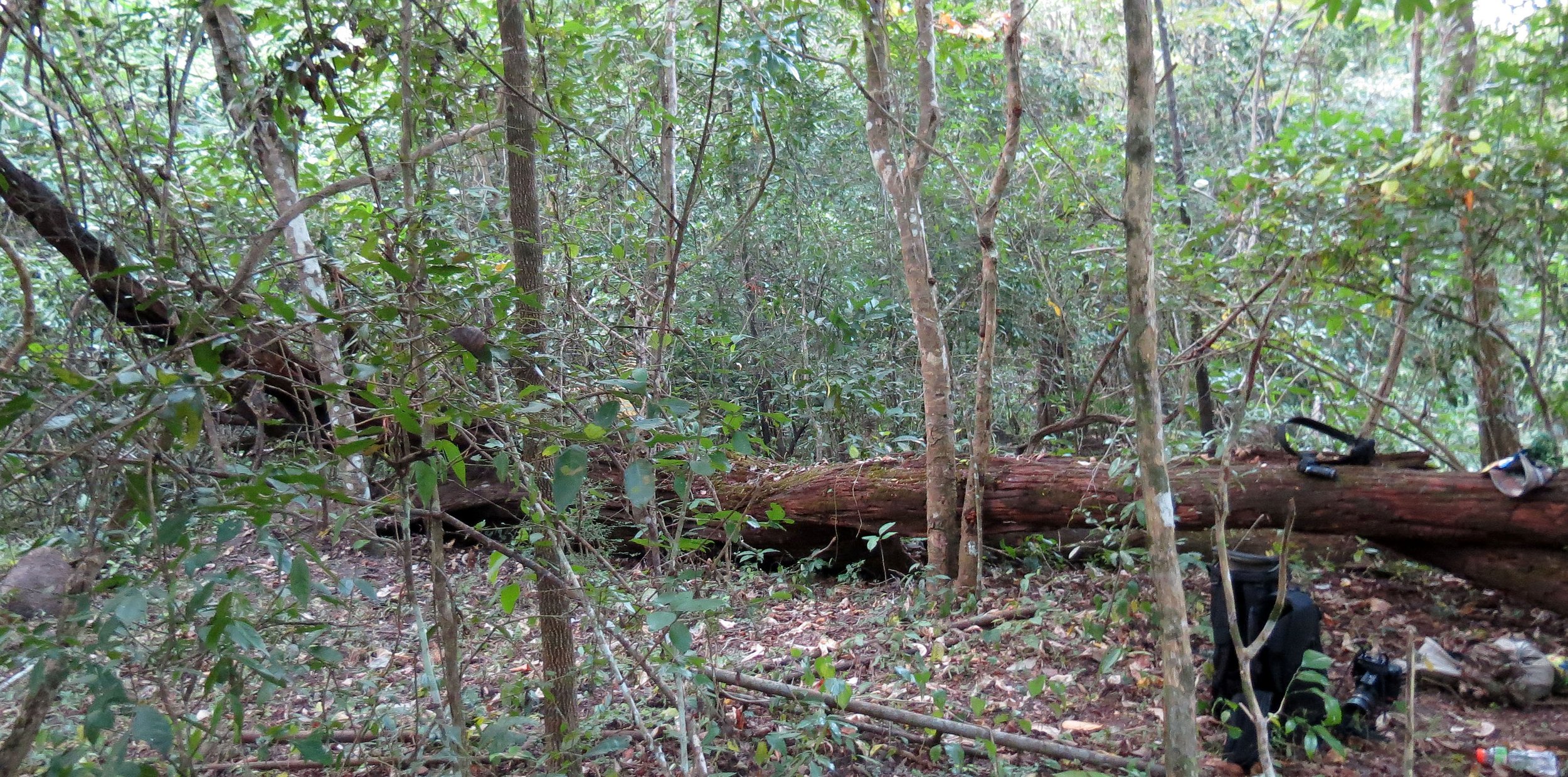 2014 Huai Kha Khaeng Bruce Kekule Trip (257).JPG