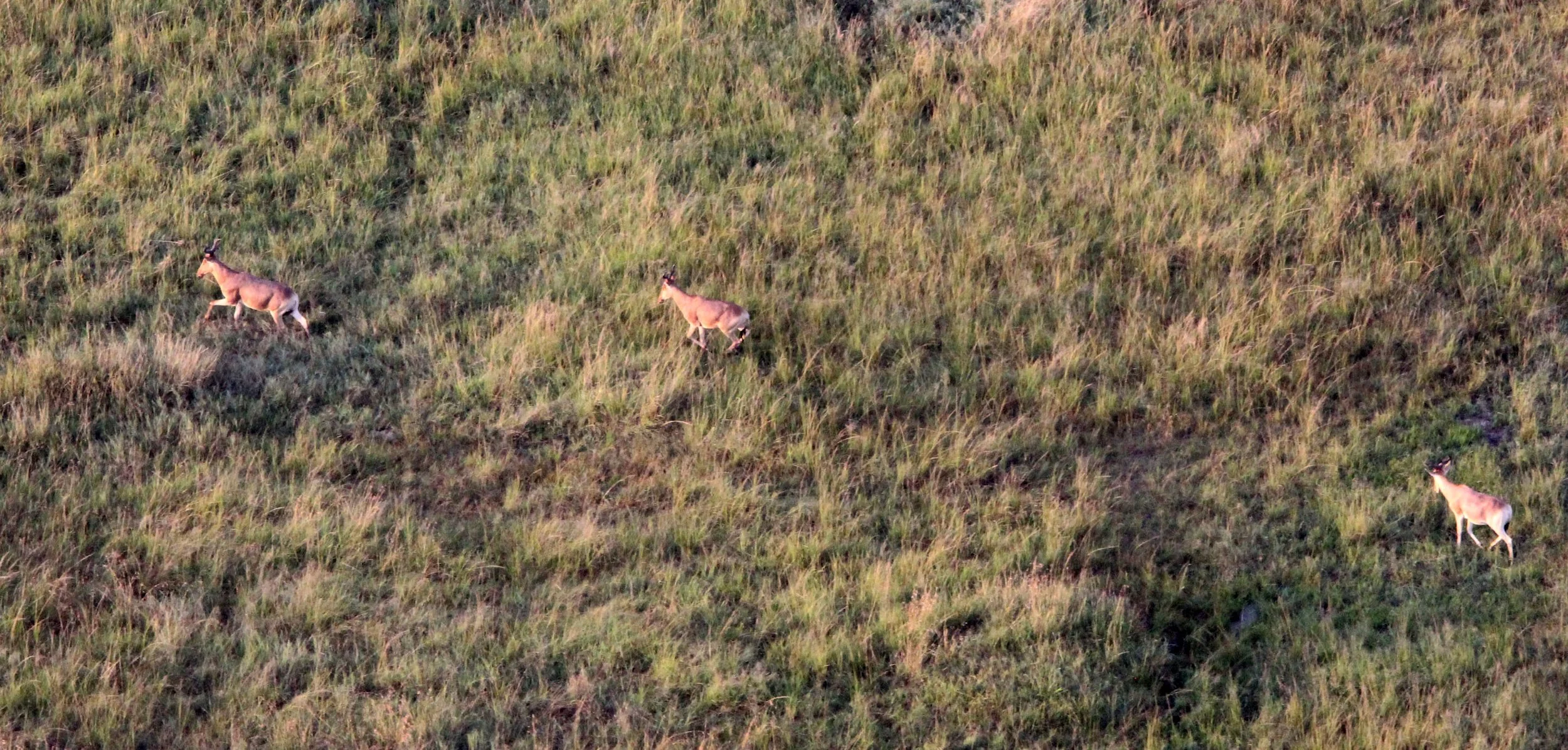 HARTEBEEST - COKE'S HARTEBEEST - Alcephalus cokii - MASAI MARA NATIONAL PARK KENYA (37).JPG