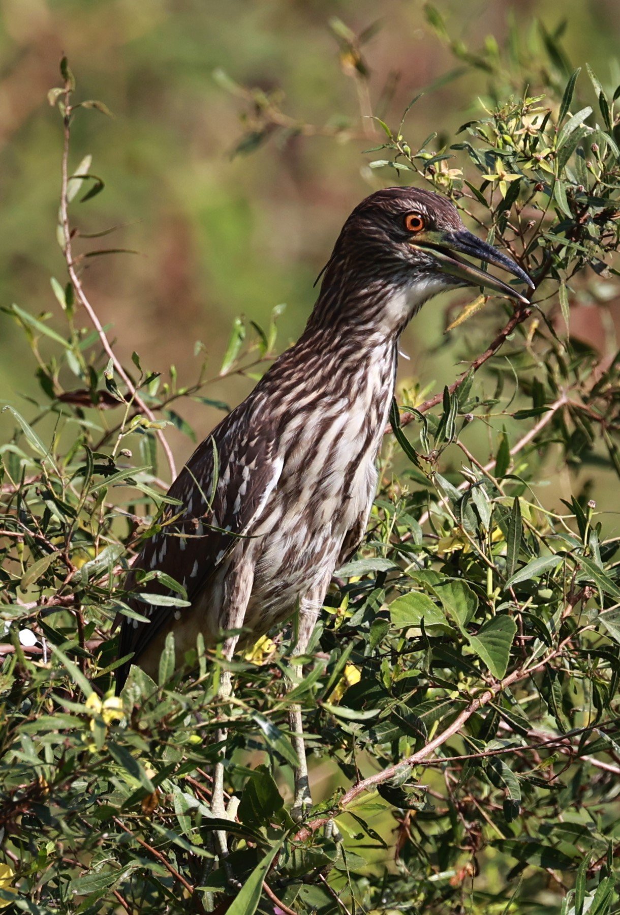 Heron - Black-crowned Night-Heron - Nycticorax nycticorax - Pantanal, Encontro das Águas State Park, Porto Jofre, Cuiaba River, Brazil (2).JPG