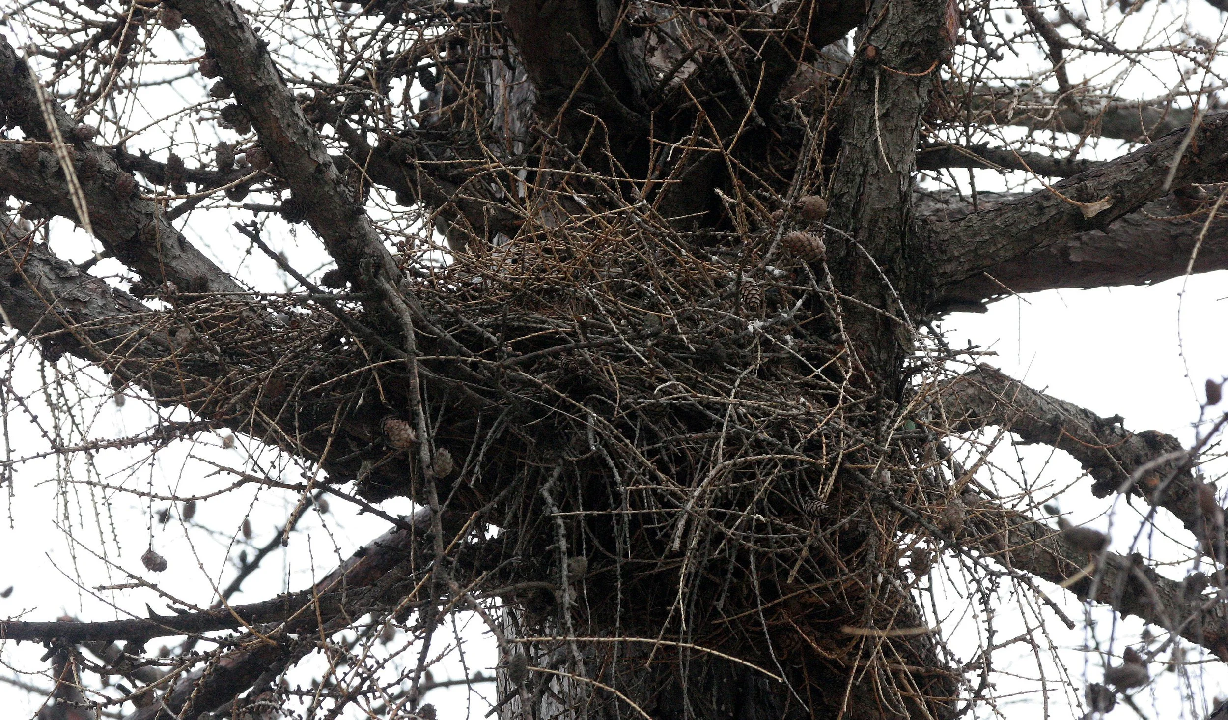 Bubo virginianus - GREAT-HORNED OWL - GENEVA COURTHOUSE ILLINOIS (58).JPG
