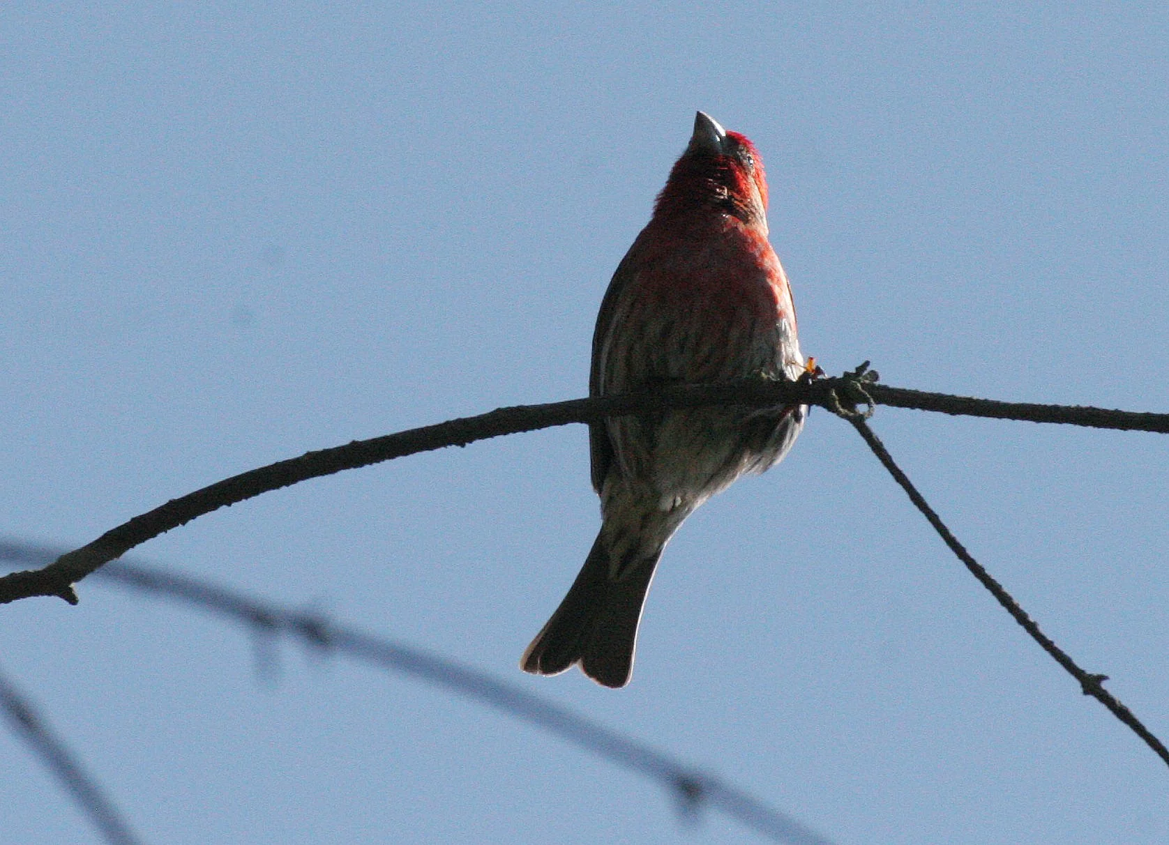 House Finch (Haemorhous mexicanus) Loreto Baja Mexico (11).jpg