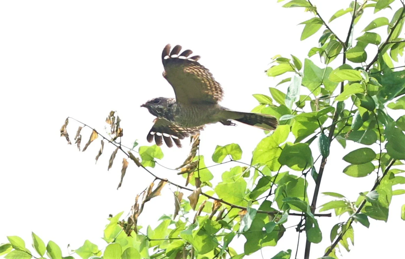NIGHTJAR - INDIAN NIGHTJAR - Caprimulgus asiaticus - BANG KHAEM WETLANDS NAKHON PATHOM JUNE 2022 (6).jpg