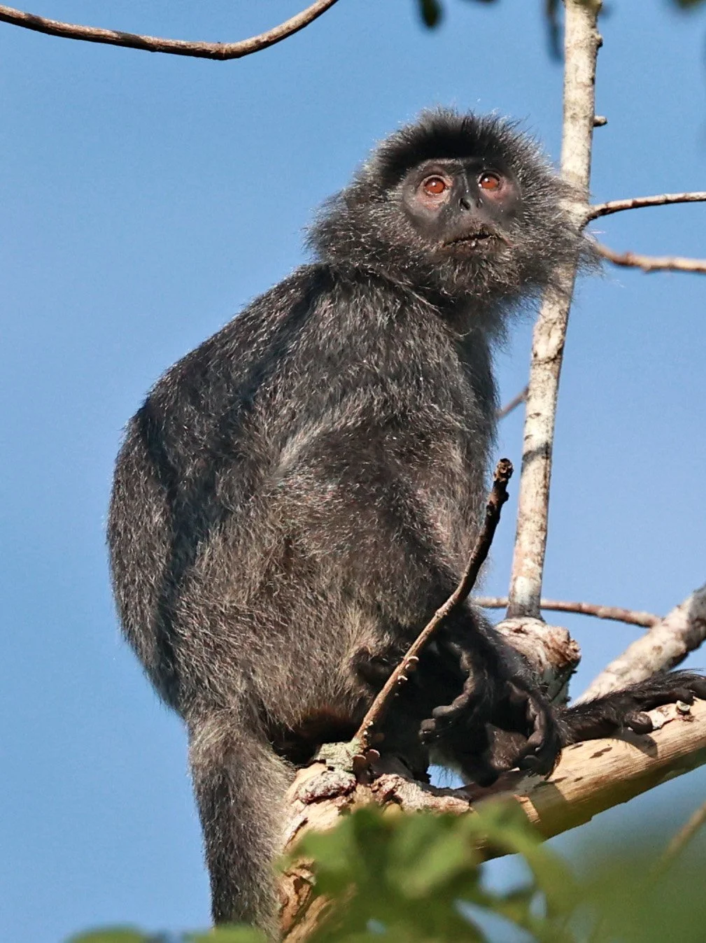 Silvery Langur (Trachypithecus cristatus cristatus) Bukit Lawang Gunung Leuser NP Sumatra Indonesia (13).jpg