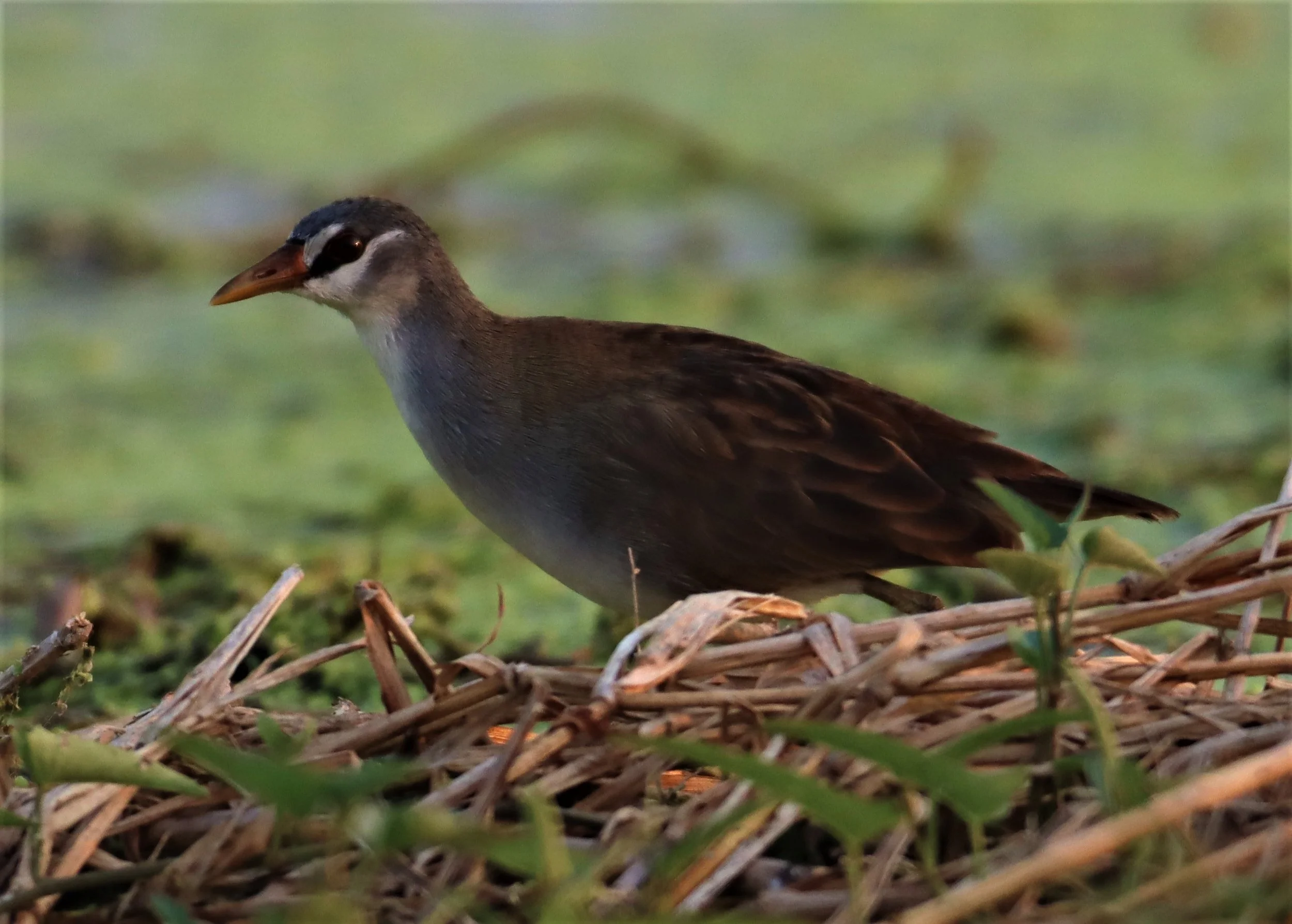White-browed Crake (Porzana cinerea) Thap Yao Rice Fields Lat Krabang Bangkok (49).jpg