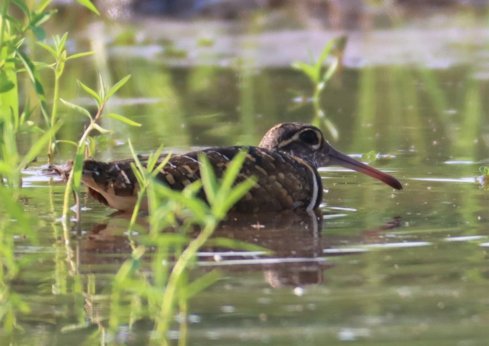 SNIPE - GREATER PAINTED SNIPE - Rostratula benghalensis - PATHUM THANI RICE RESE (64).JPG