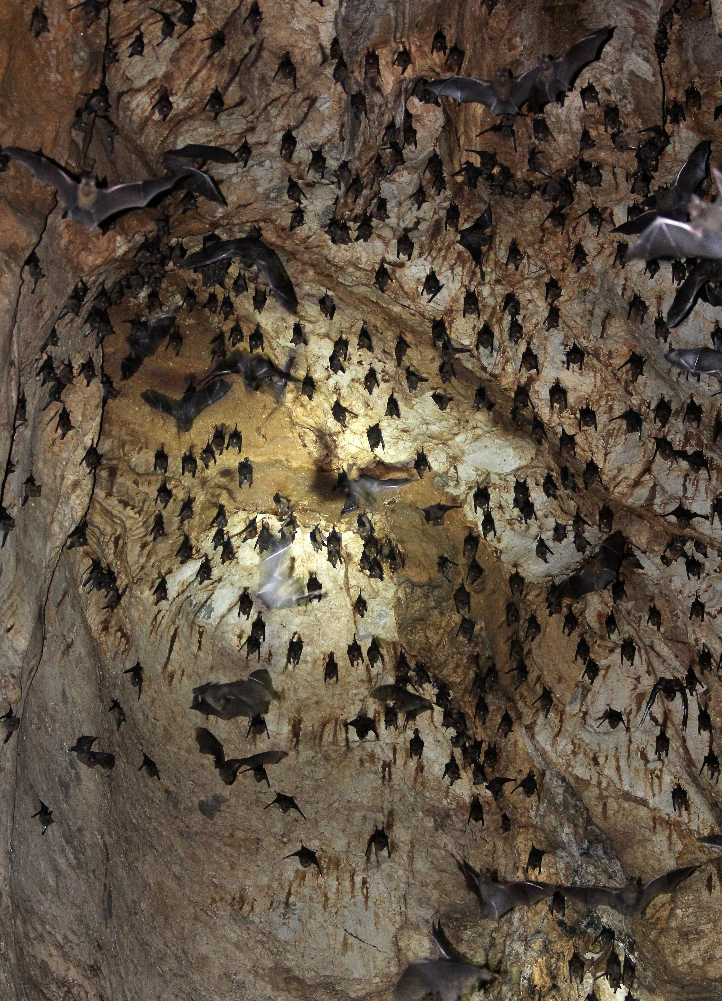 ROUNDLEAF BAT - GREAT ROUNDLEAF BAT - Hipposideros armiger - PHI THA KHON TEMPLE LOEI (28).JPG