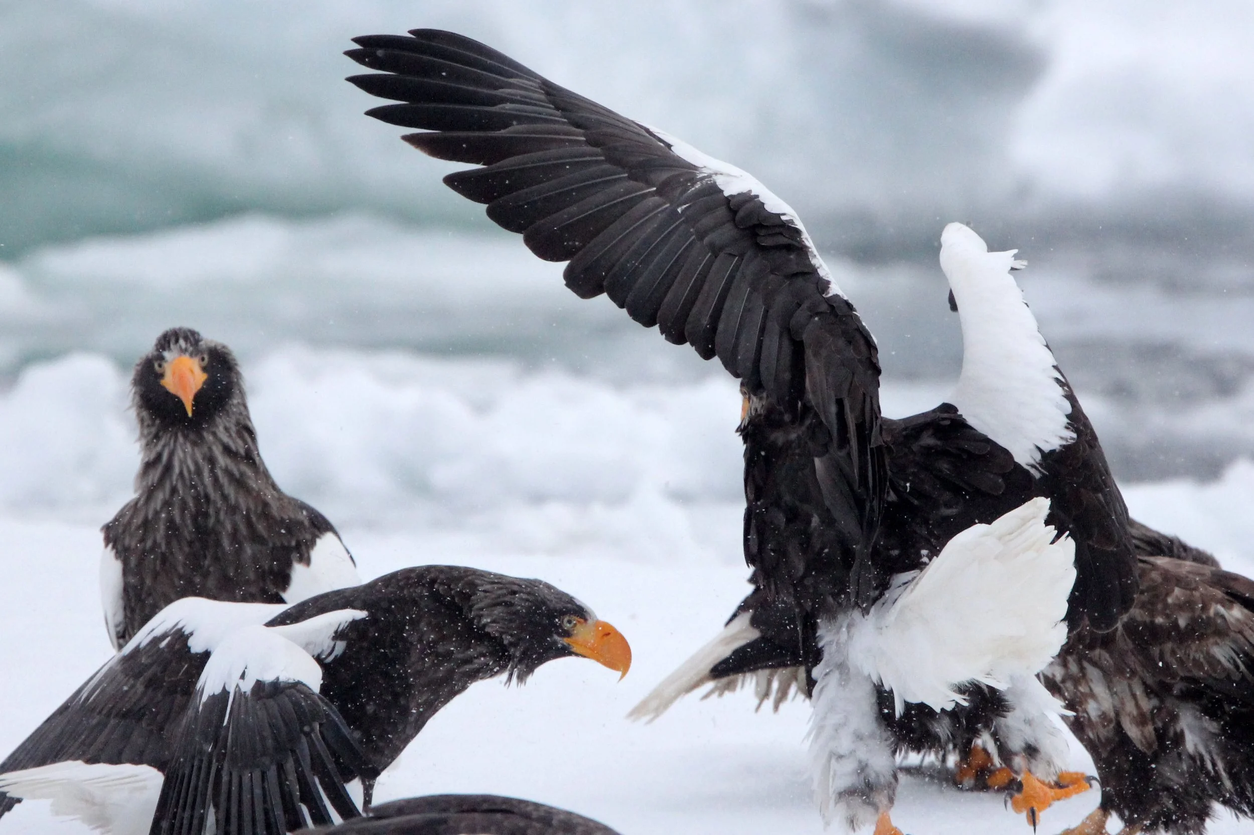 Haliaeetus pelagicus - STELLER'S SEA EAGLE - RAUSU, SHIRETOKO PENINSULA, HOKKAIDO JAPAN (198).JPG