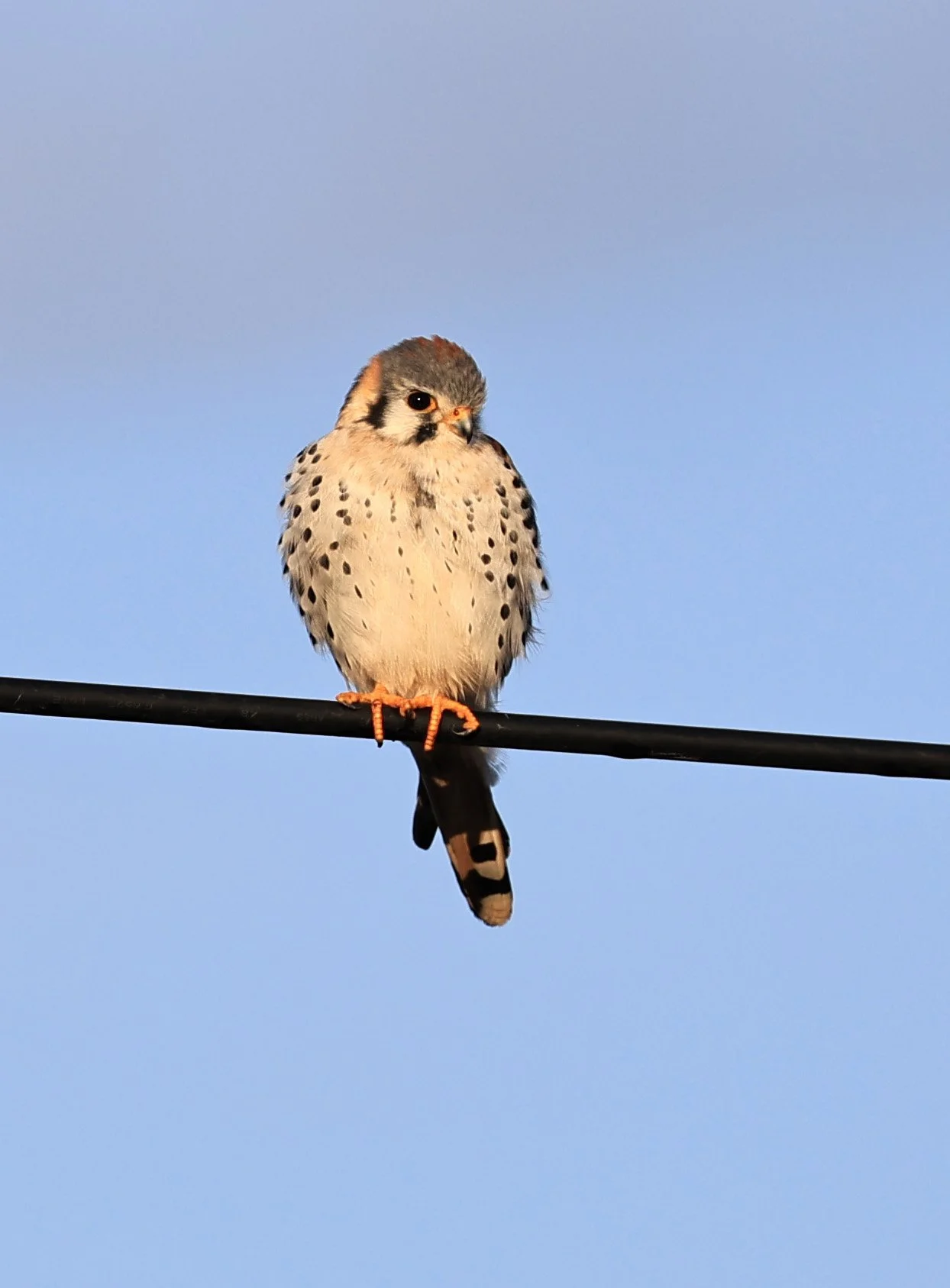 American Kestrel (Falco sparverius) Aurora Chaquena Reserve, Neuland Mennonite Colony Paraguay (2).jpg