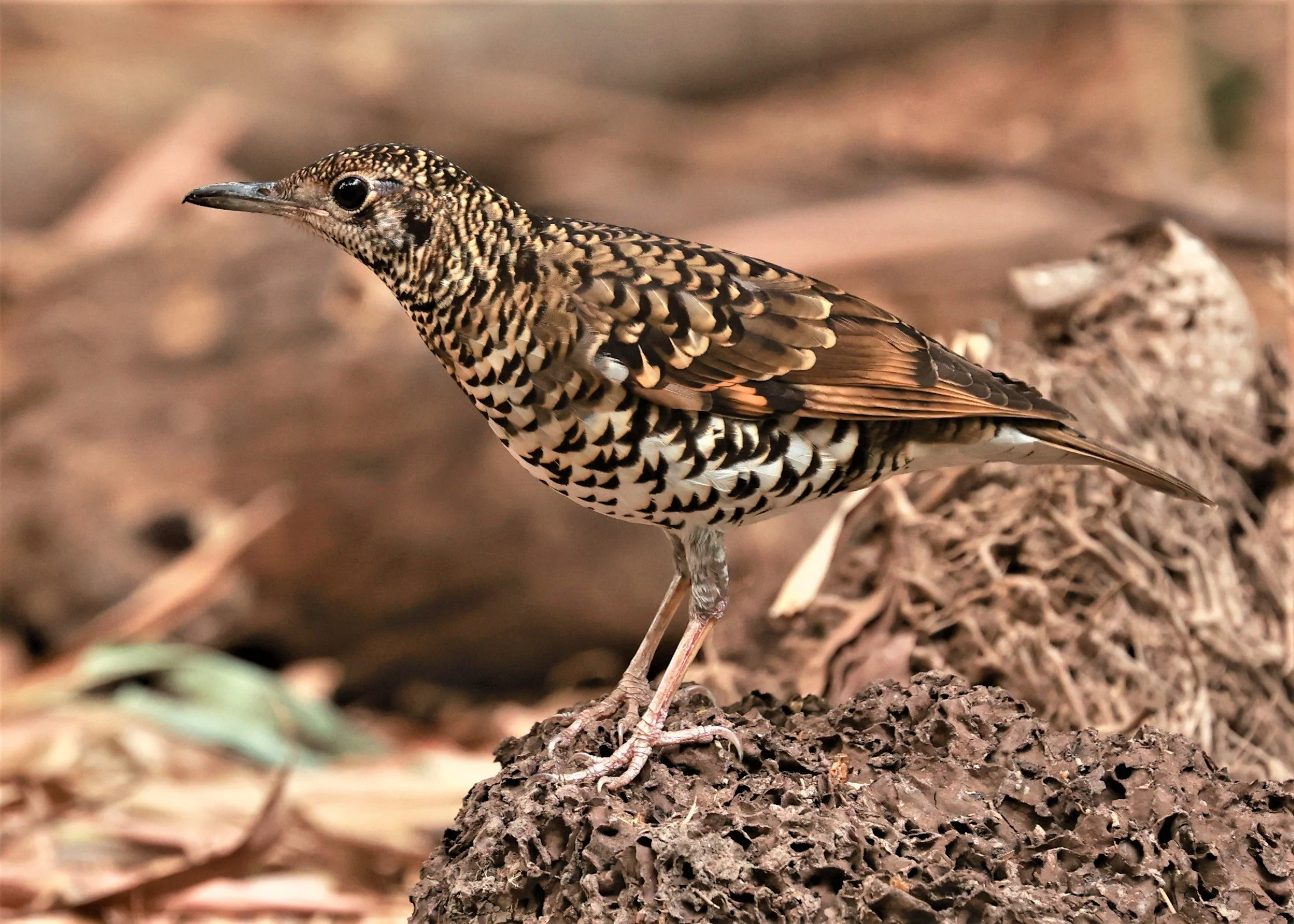 White's Thrush (Zoothera aurea) Putthamonthon Park Nakhon Pathom Thailand (14).jpg
