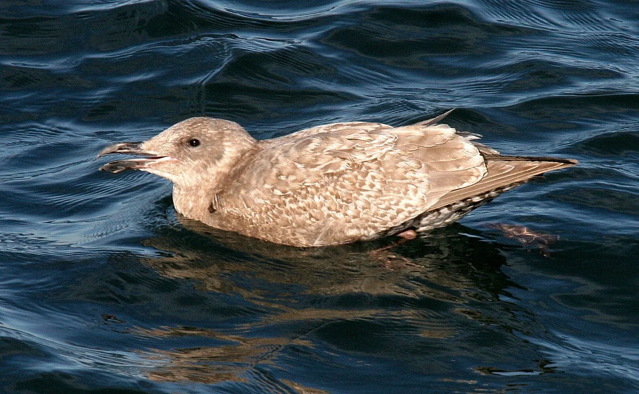 BIRD - GULL - WESTERN - IMMATURE.jpg