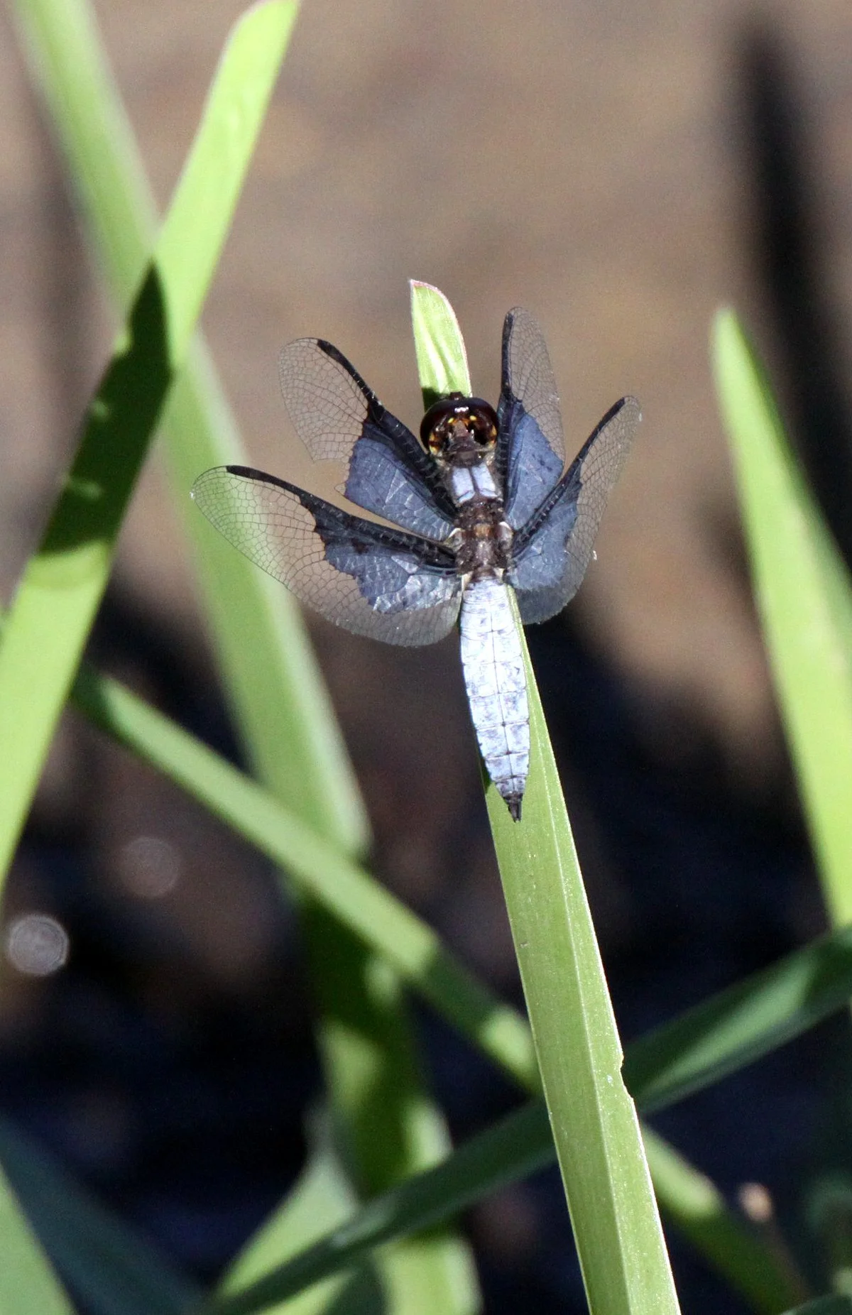 Odonata species19 - Andohahela Madagascar