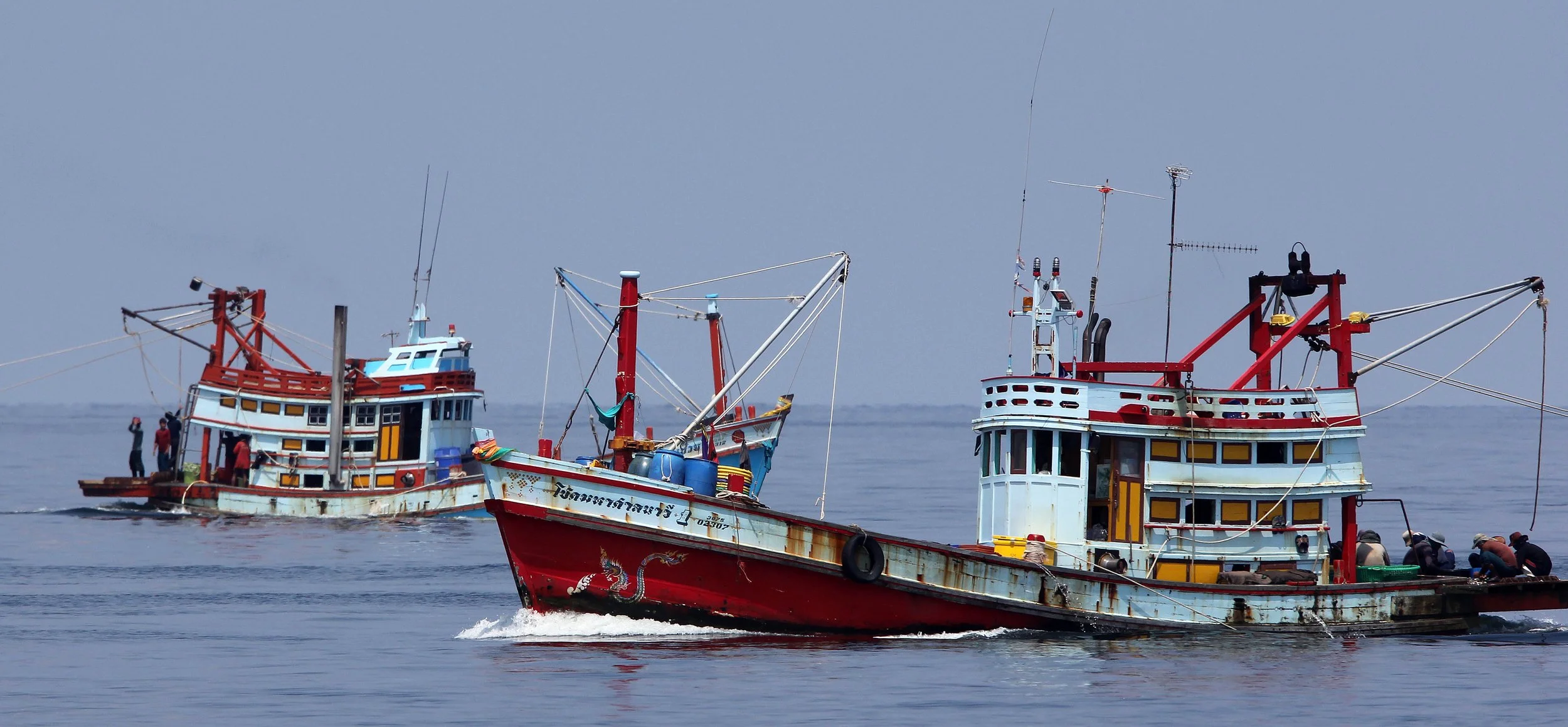 CNIDARIAN SPECIES - BAN TABOON HARBOR PETCHABURI (3).JPG