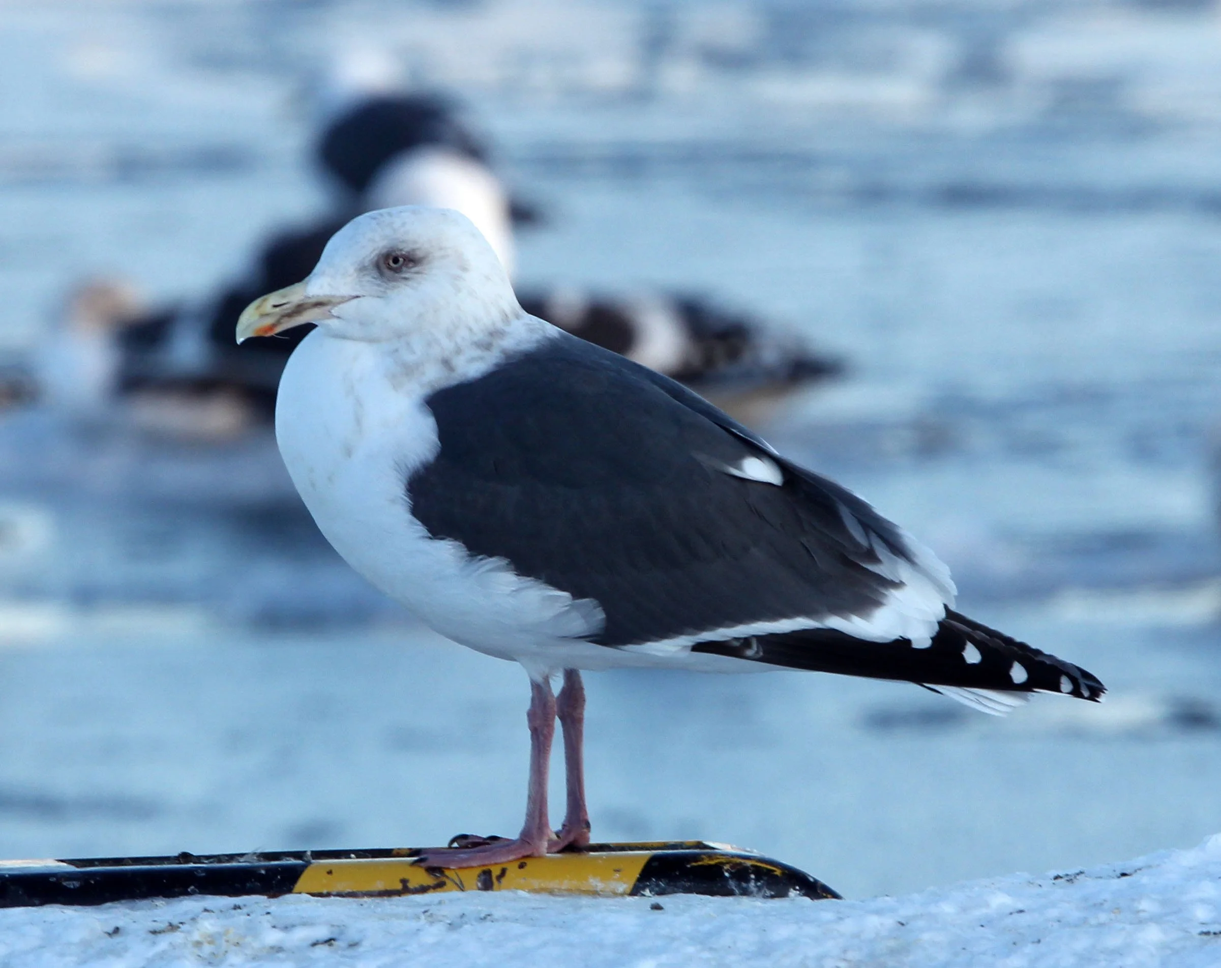 BIRD - GULL - SLATY-BACKED GULL - RAUSU, SHIRETOKO PENINSULA & NATIONAL PARK, HOKKAIDO JAPAN (3).JPG