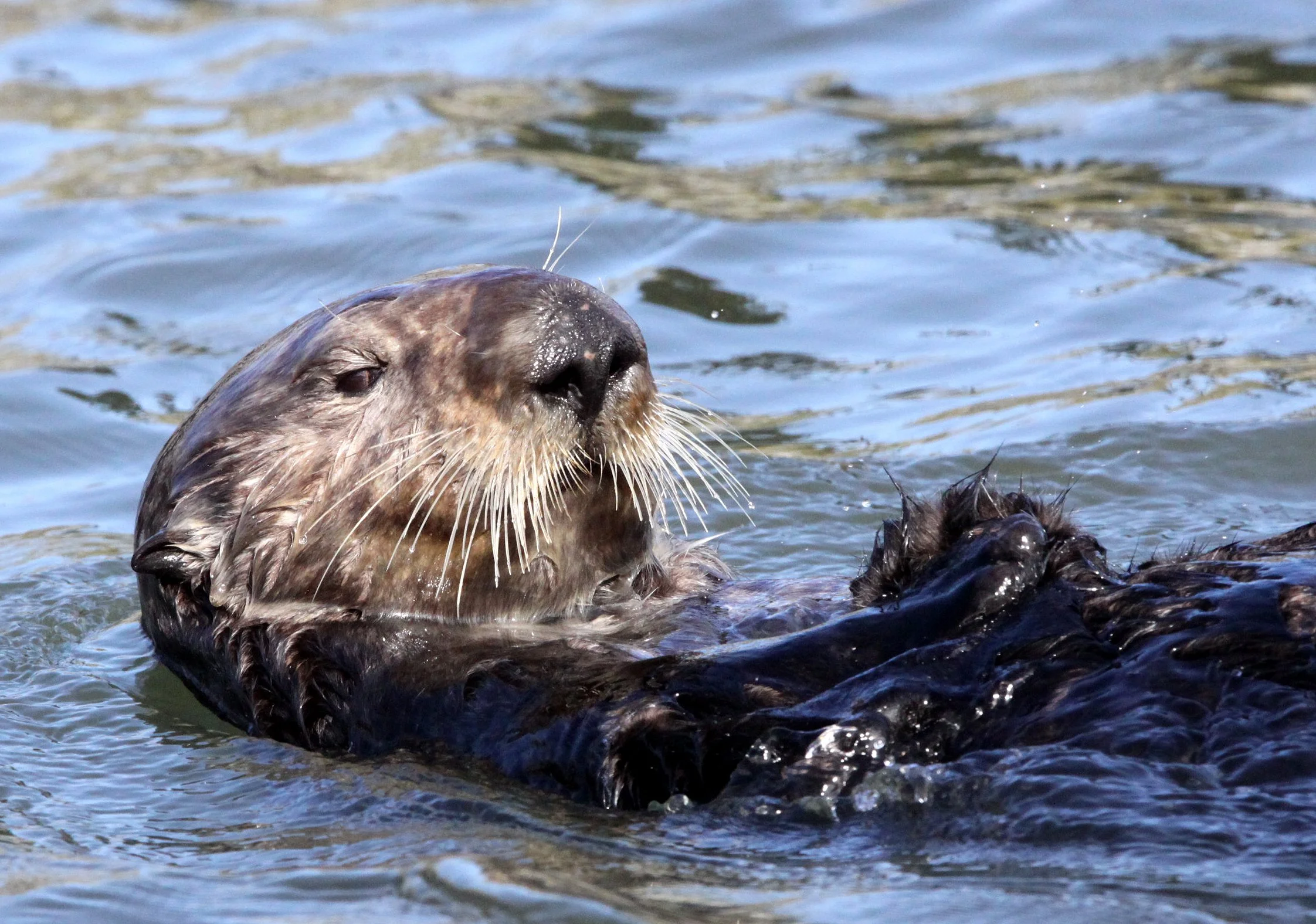 Enhydra lutris nereis - CALIFORNIA (SOUTHERN) SEA OTTER - ELKHORN SLOUGH  WILDLIFE REFUGE CALIFORNIA (87).JPG