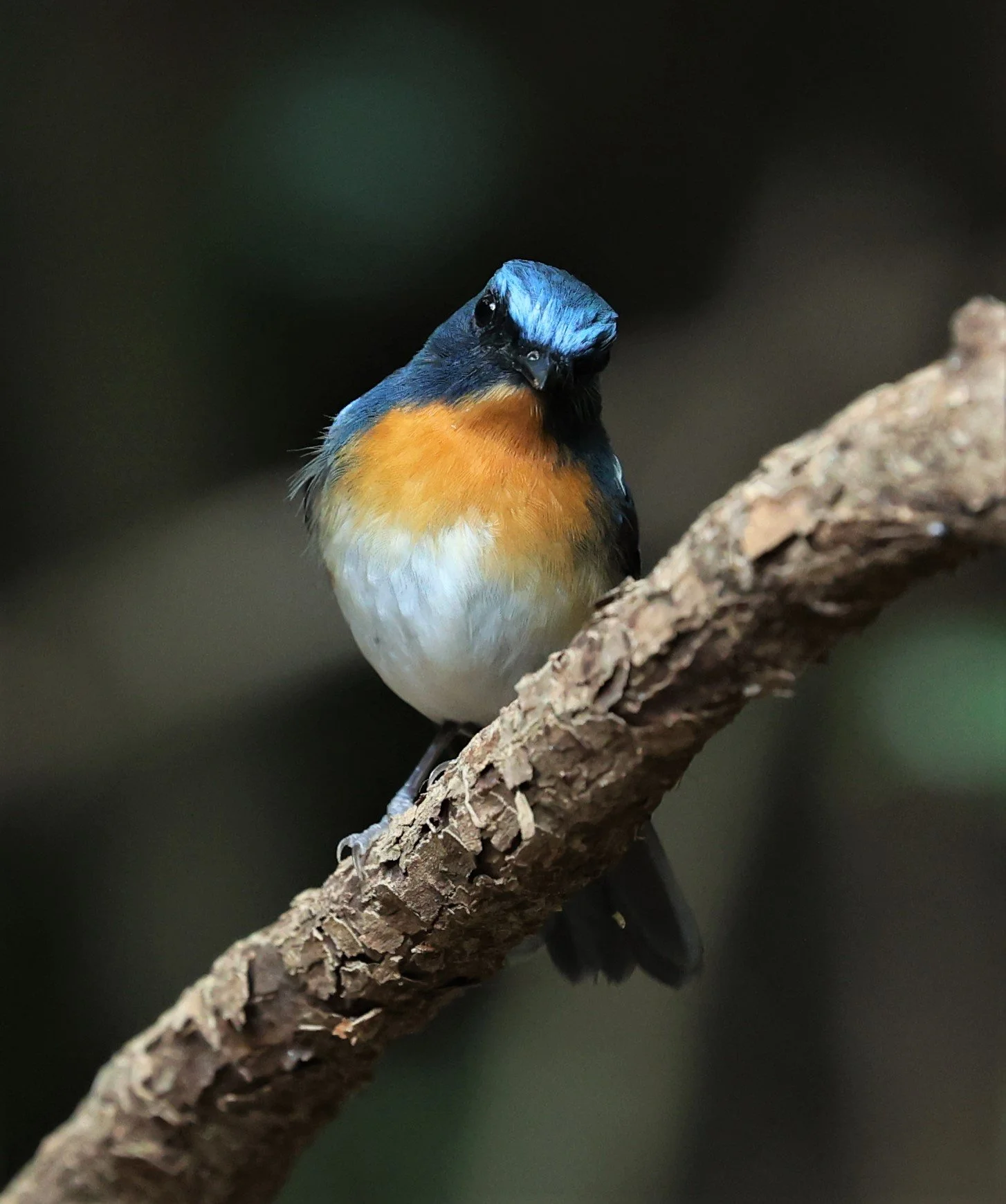FLYCATCHER - INDOCHINESE BLUE-FLYCATCHER - Cyornis sumatrensis - PETCHABURI PROVINCE - NUY HIDE NEAR KAENG KRACHAN JAN 2022 (26).jpg
