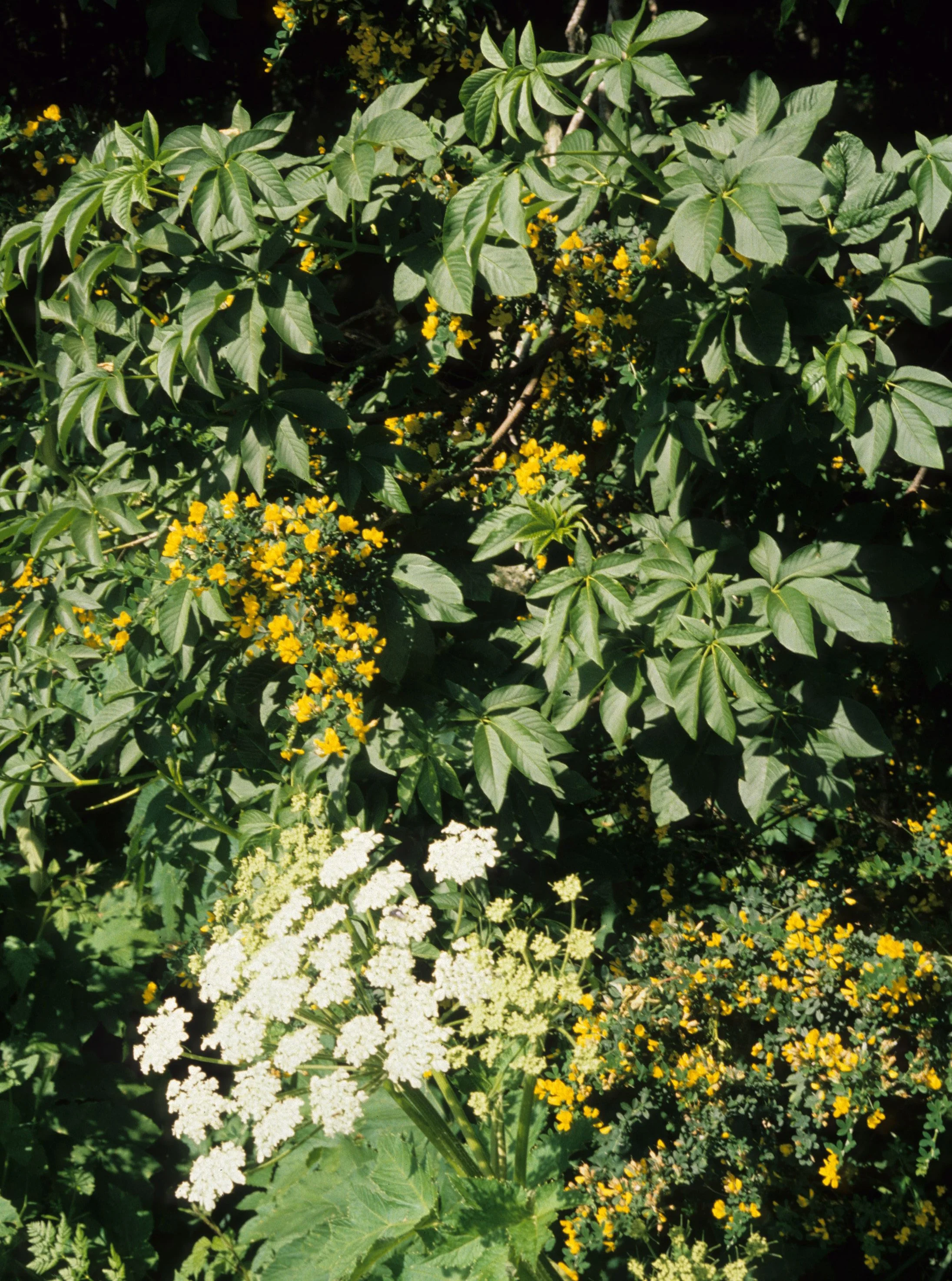 AMERICAN RIVER - MIXED PLANT SPECIES.jpg