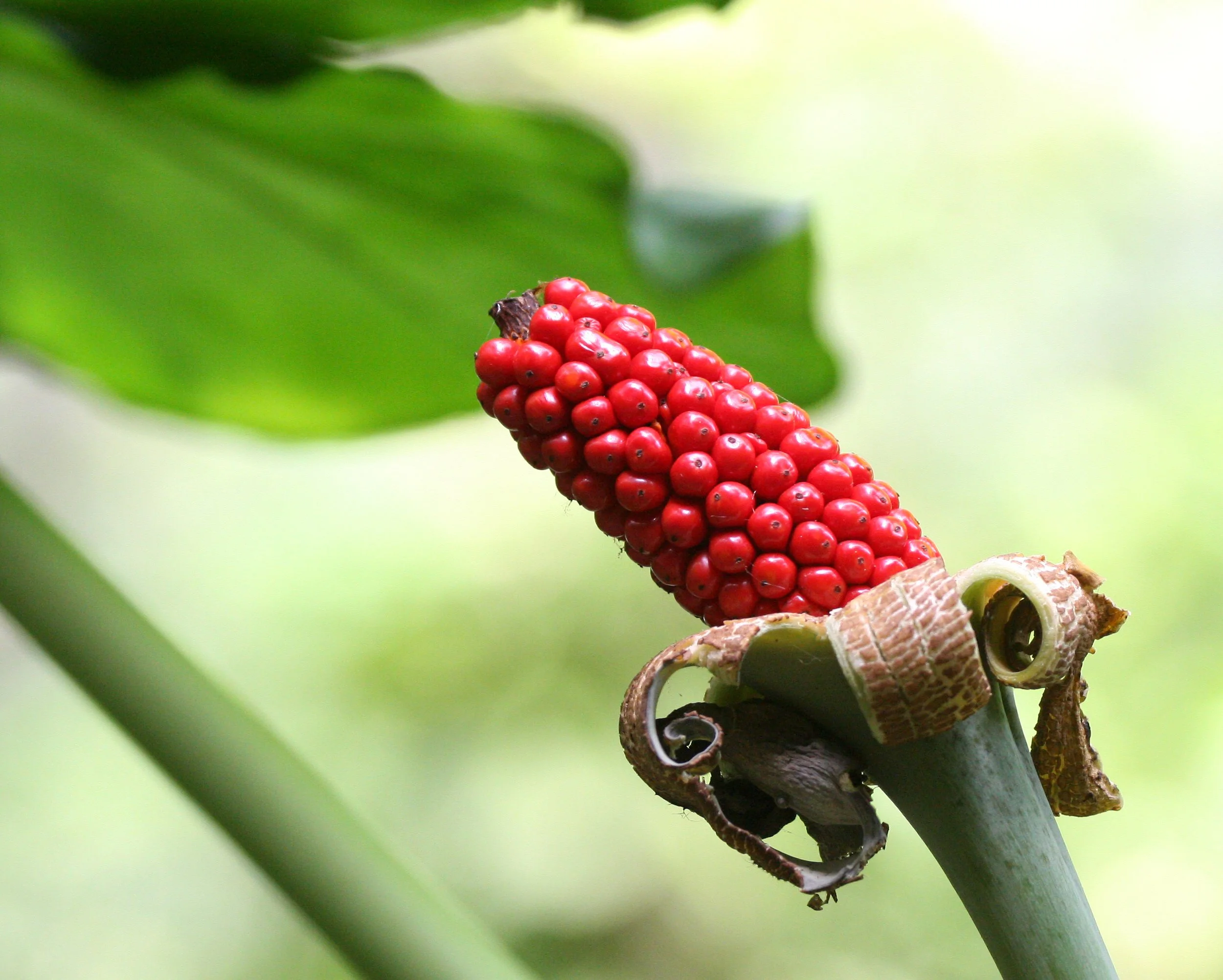 TAIWAN - SUBTROPICAL FOREST - PLANT SPECIES (6).JPG
