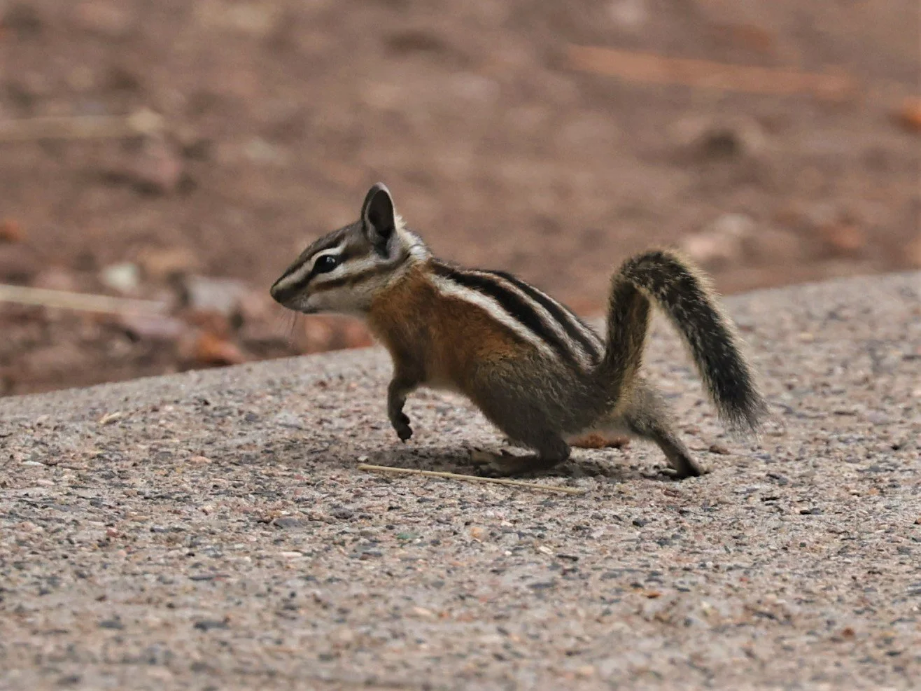 Neotamias Genus Neotamias Western Chipmunks — Coke Smith Wildlife