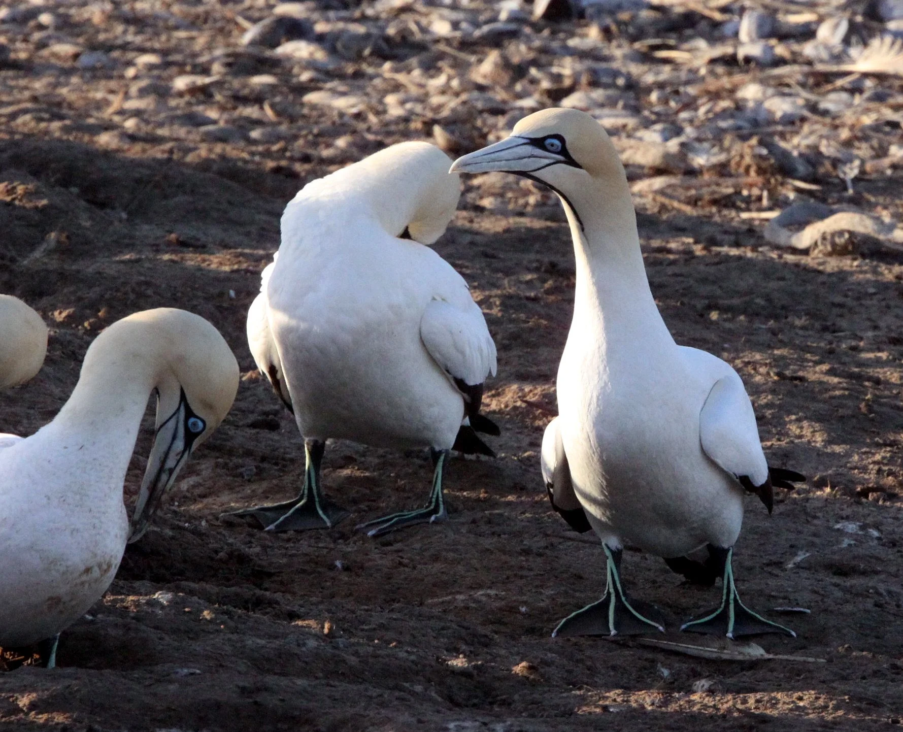 Cape gannet (Morus capensis) Lambert's Bay South Africa (45).JPG